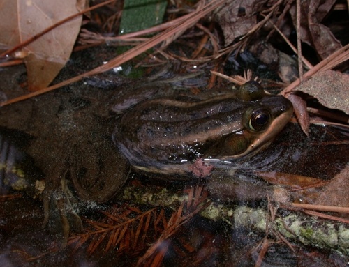 <strong>Source:</strong> Savannah River Ecology Lab. <strong>Photographer:</strong> John D. Willson. Pender County, North Carolina.
<br /><em>Lithobates virgatipes </em> - Carpenter Frog