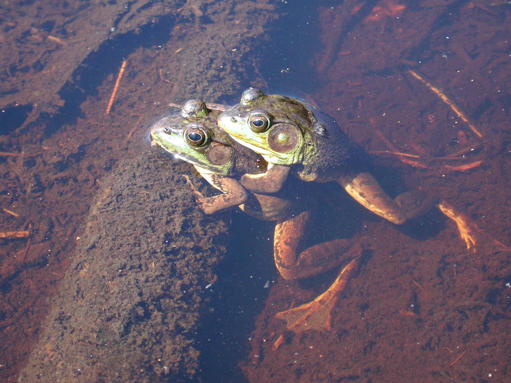 <strong>Source:</strong> USGS Upper Midwest Environmental Sciences Center. <strong>Photographer:</strong> Mark Roth. St. Croix National Scenic Riverway, Minnesota/Wisconsin<br /><em>Lithobates clamitans </em> - Green Frog