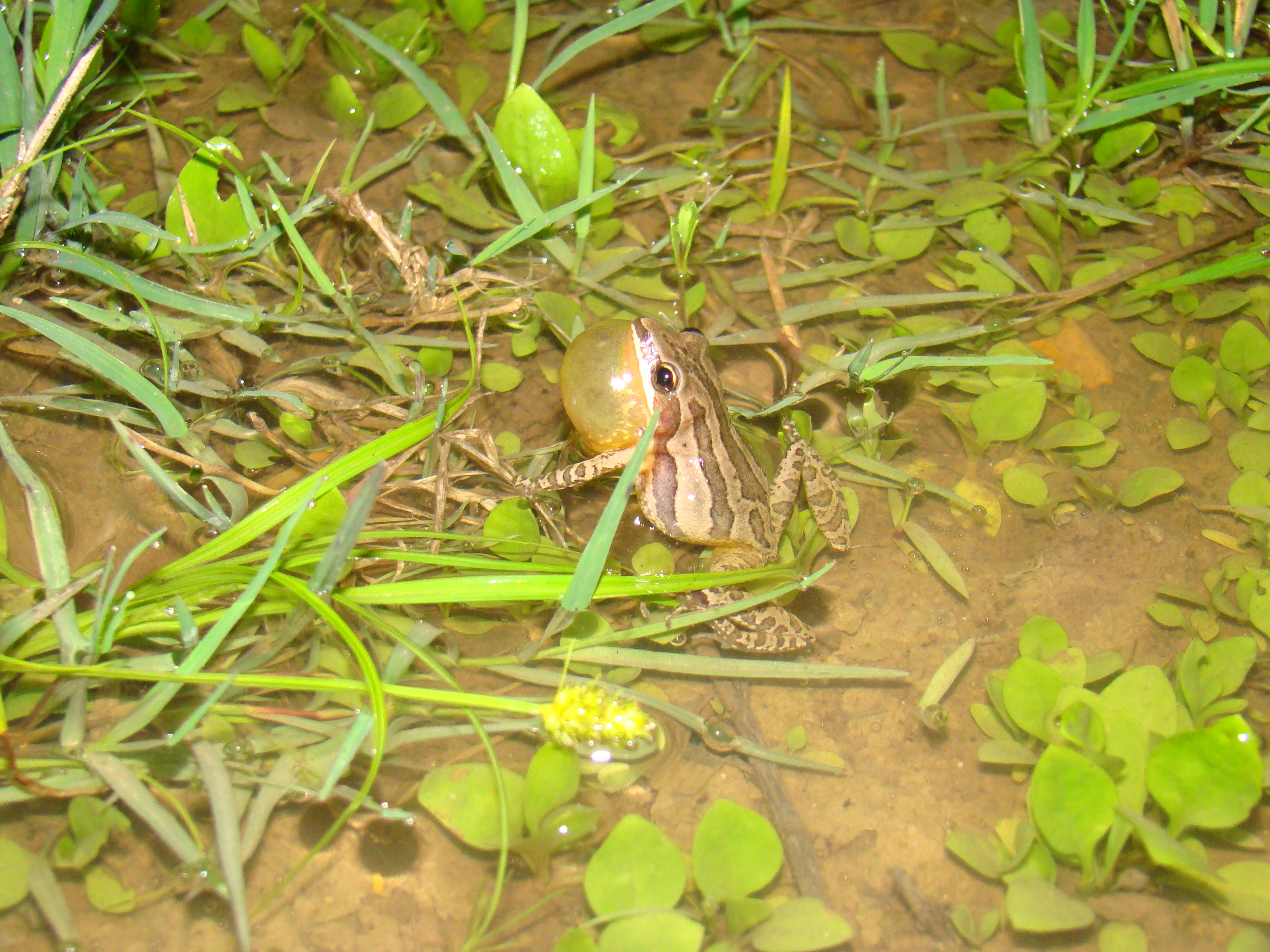 <strong>Source:</strong> USGS National Wetlands Research Center. <strong>Photographer:</strong> Brad M. Glorioso. Calling Male; Atchafalaya Basin, Louisiana.<br /><em>Pseudacris fouquettei </em> - Cajun Chorus Frog