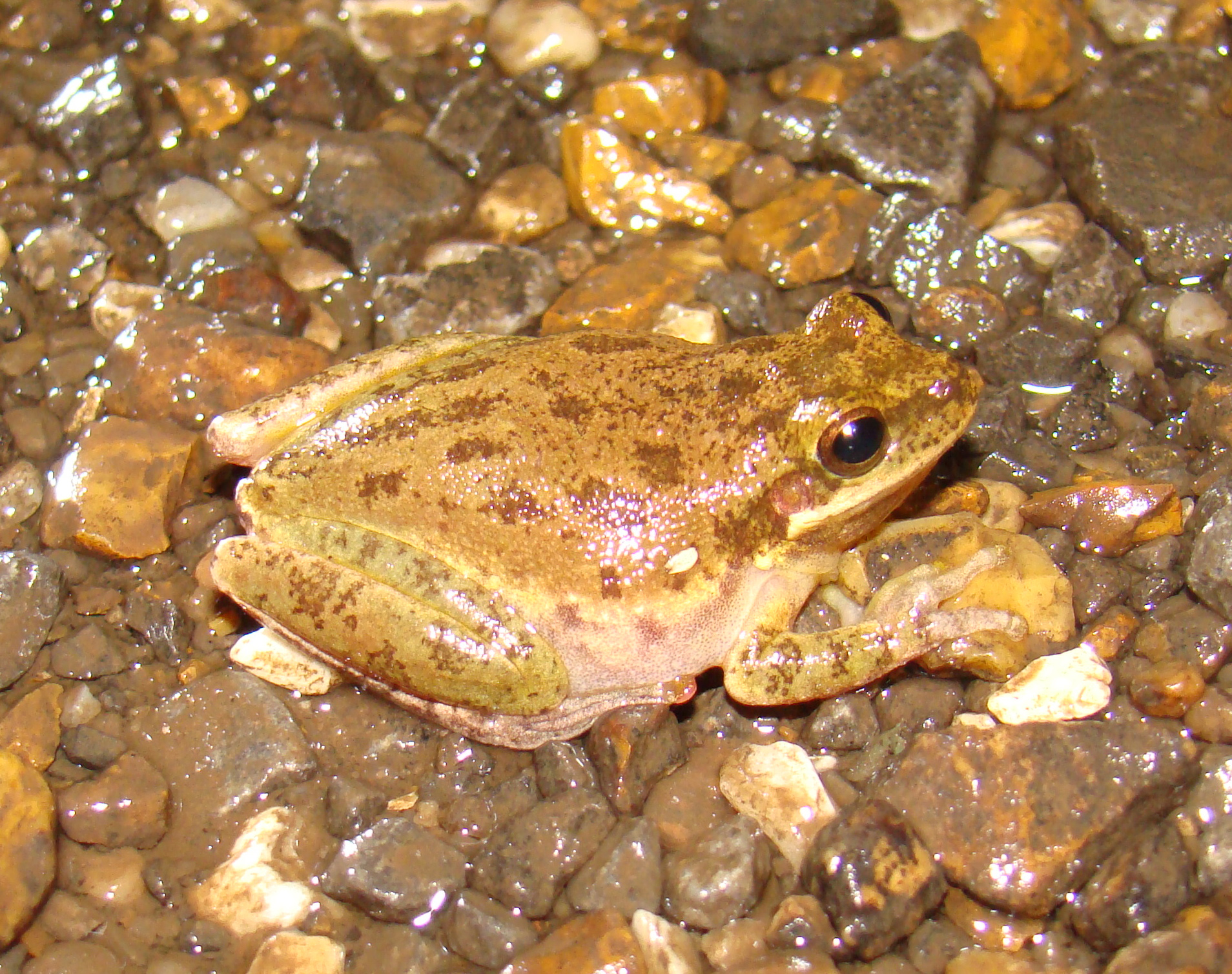 <strong>Source:</strong> USGS National Wetlands Research Center. <strong>Photographer:</strong> Brad M. Glorioso. Spotted Brown Phase; Atchafalaya Basin, Louisiana.<br /><em>Hyla squirella </em> - Squirrel Treefrog