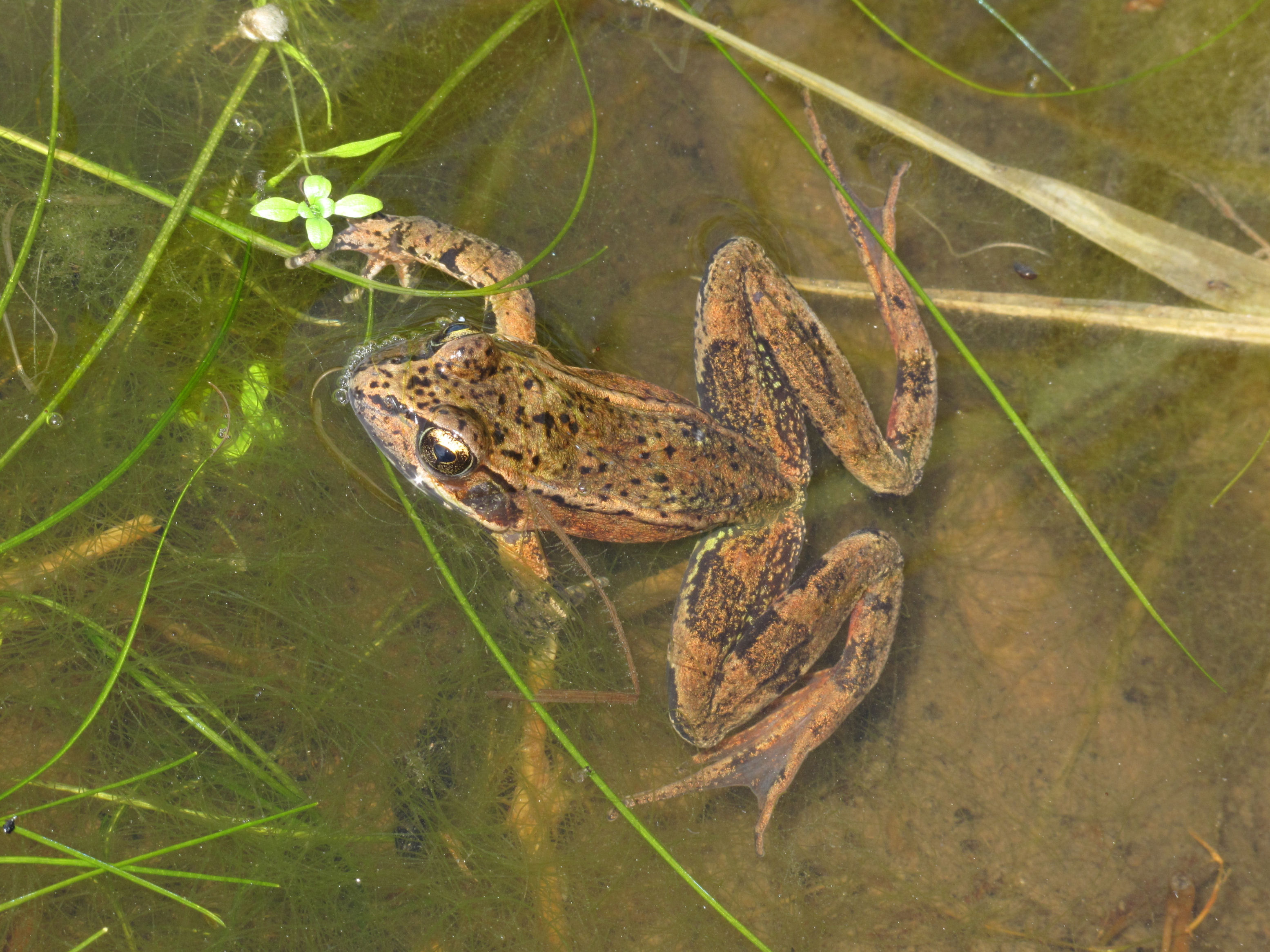<strong>Source:</strong> USGS Western Ecological Research Center. <strong>Photographer:</strong> Mike McDonald.<br /><em>Rana aurora </em> - Northern Red-legged Frog