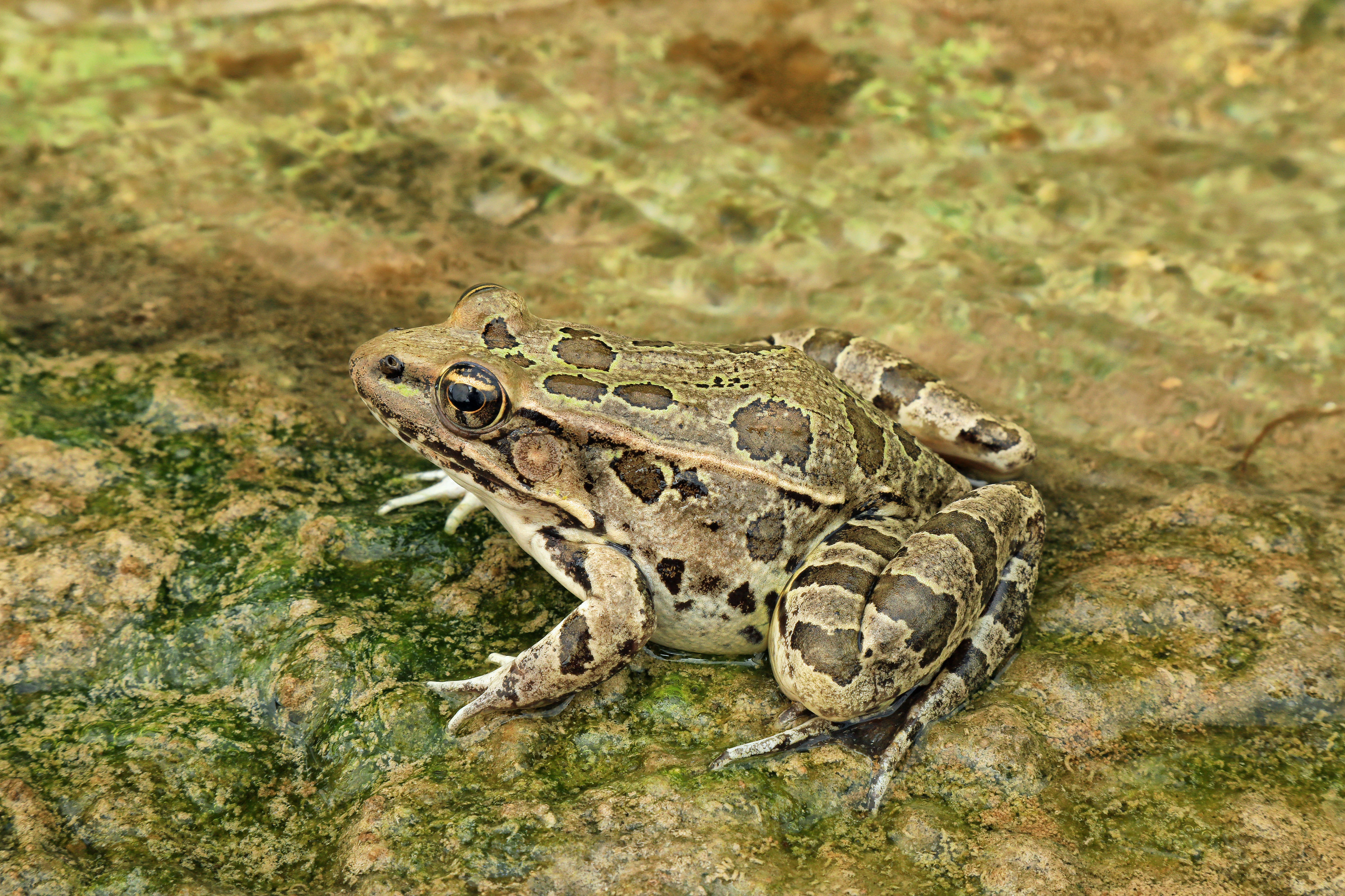<strong>Source:</strong> USGS. <strong>Photographer:</strong> Alan Cressler. Val Verde County, Texas<br /><em>Lithobates berlandieri </em> - Rio Grande Leopard Frog