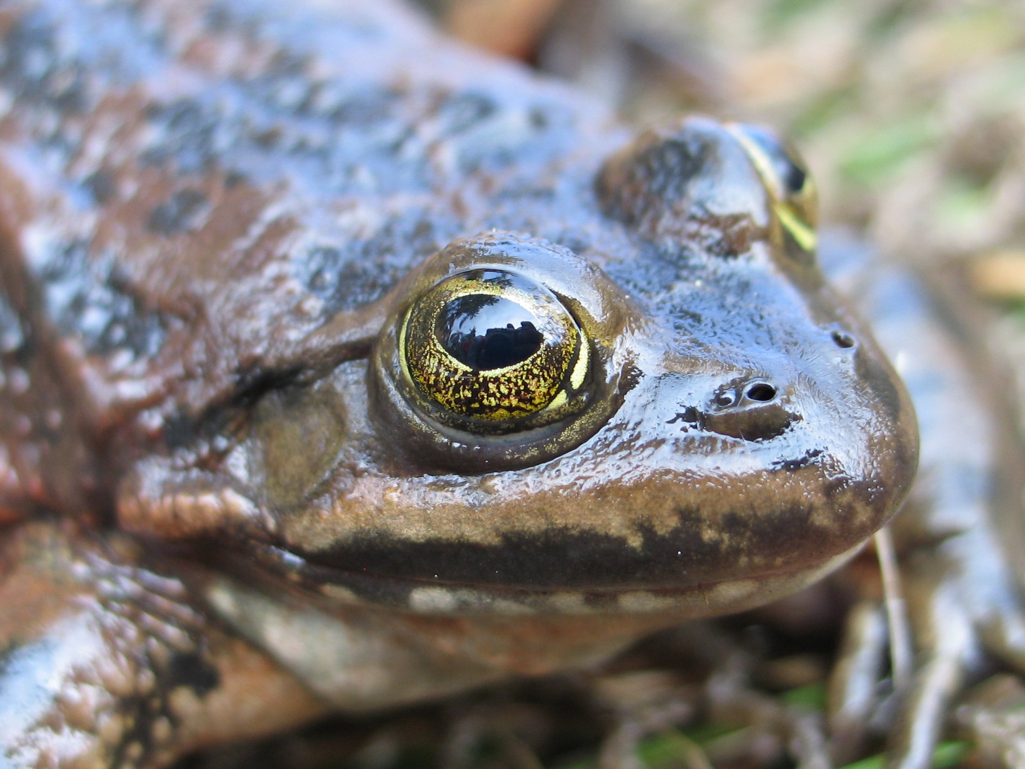 <strong>Source:</strong> USGS FRESC. <strong>Photographer:</strong> Brome McCreary. Rana pretiosa adult. Notice the upturned eyes.<br /><em>Rana pretiosa </em> - Oregon Spotted Frog
