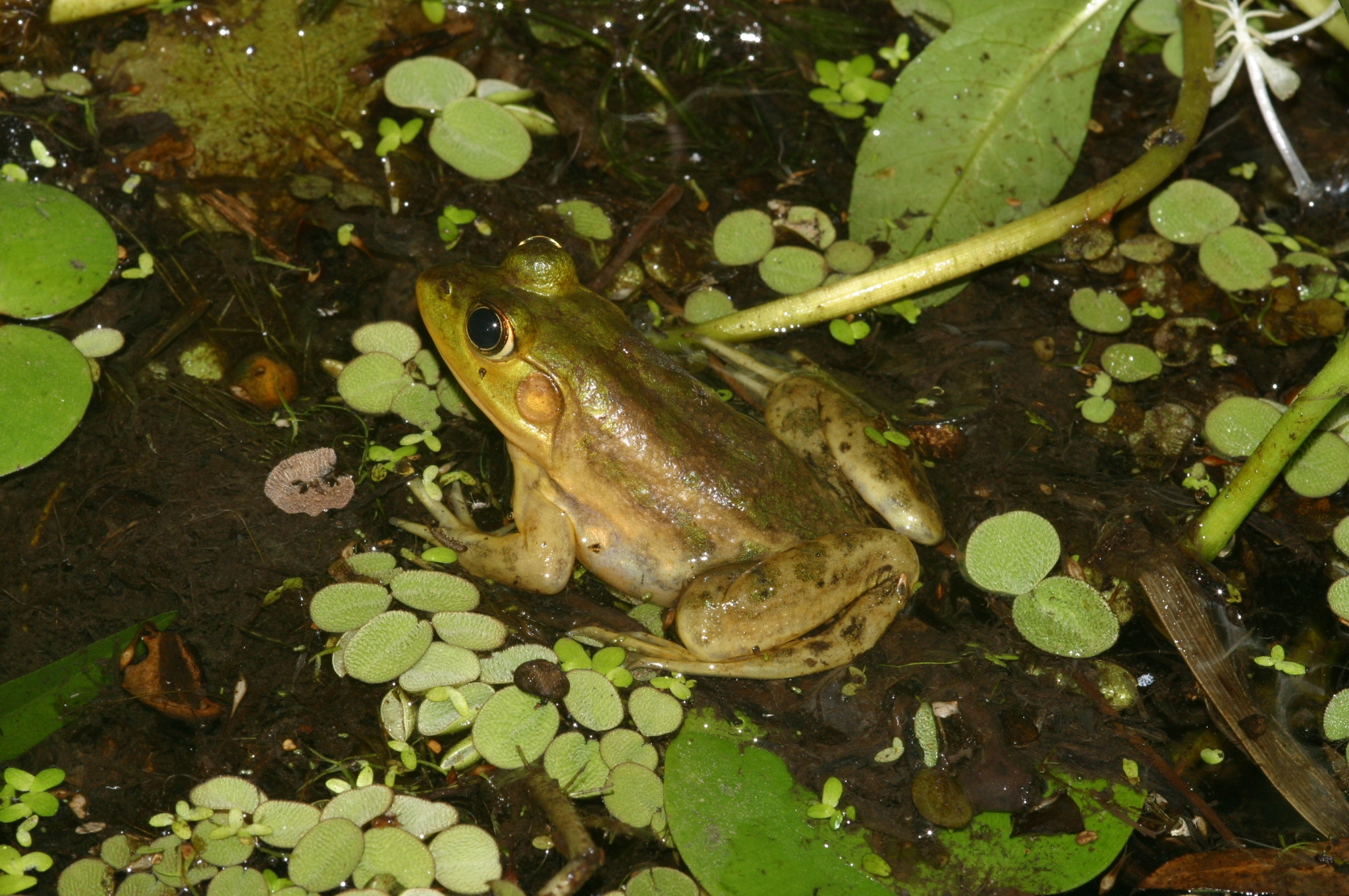 <strong>Source:</strong> USGS National Wetlands Research Center. <strong>Photographer:</strong> Jeromi Hefner. St. Martin Parish, Louisiana.<br /><em>Lithobates grylio </em> - Pig Frog