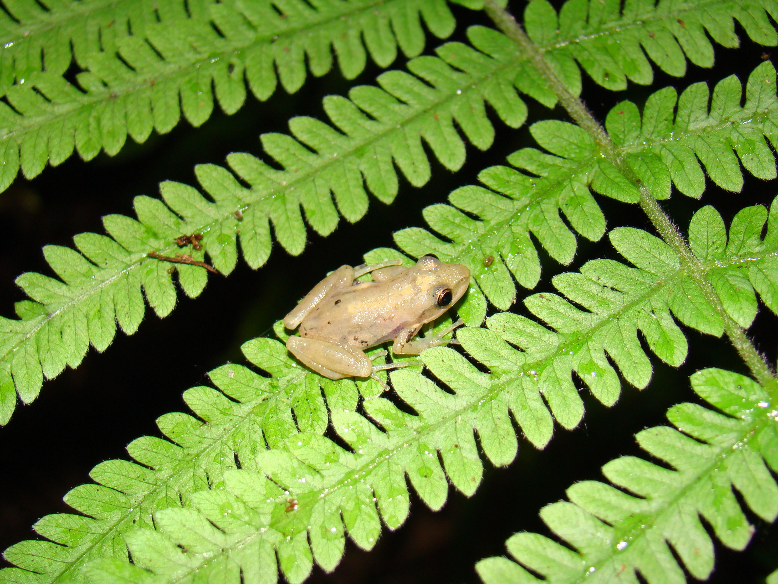 <strong>Source:</strong> USGS National Wetlands Research Center. <strong>Photographer:</strong> Brad M. Glorioso. Juvenile; Atchafalaya Basin, Louisiana.<br /><em>Pseudacris fouquettei </em> - Cajun Chorus Frog