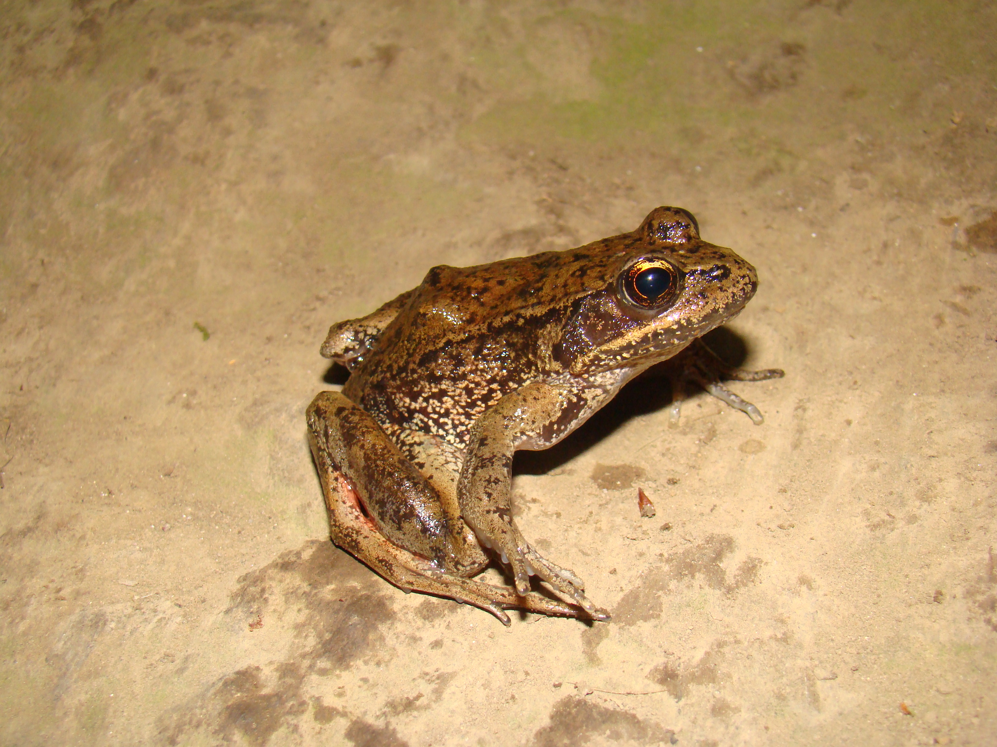 <strong>Source:</strong> USGS National Wetlands Research Center. <strong>Photographer:</strong> Brad M. Glorioso. Columbia River Gorge, Oregon<br /><em>Rana aurora </em> - Northern Red-legged Frog
