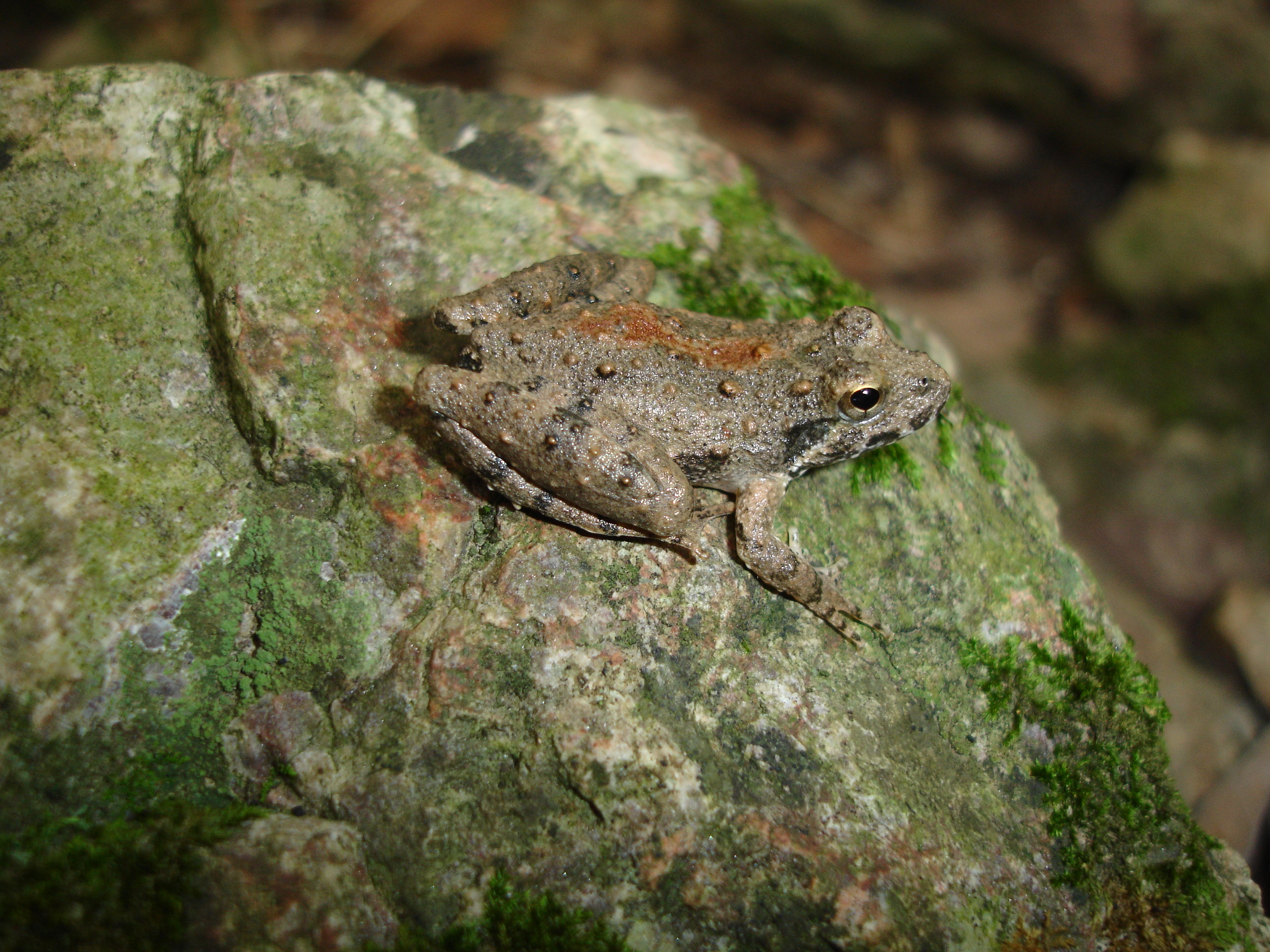 <strong>Source:</strong> USGS National Wetlands Research Center. <strong>Photographer:</strong> Brad M. Glorioso. Cape Girardeau County, Missouri.<br /><em>Acris blanchardi </em> - Blanchard's Cricket Frog