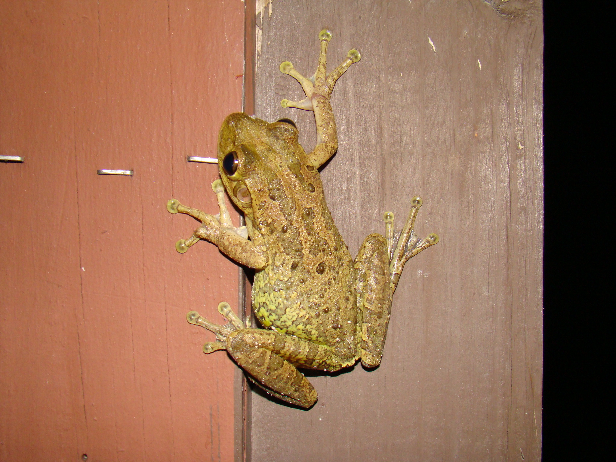 <strong>Source:</strong> USGS National Wetlands Research Center. <strong>Photographer:</strong> Brad M. Glorioso. Collier County, Florida.<br /><em>Osteopilus septentrionalis* </em> - Cuban Treefrog*