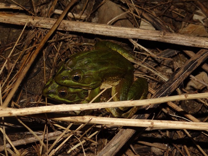 <strong>Source:</strong> USGS National Wetlands Research Center. <strong>Photographer:</strong> Brad M. Glorioso. Amplexing pair. Pima County, Arizona.<br /><em>Lithobates chiricahuensis </em> - Chiricahua Leopard Frog