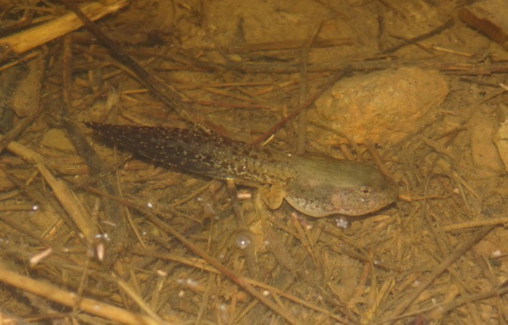 <strong>Source:</strong> USGS National Wetlands Research Center. <strong>Photographer:</strong> Brad M. Glorioso. Tadpole with legs. Pima County, Arizona. <br /><em>Lithobates chiricahuensis </em> - Chiricahua Leopard Frog