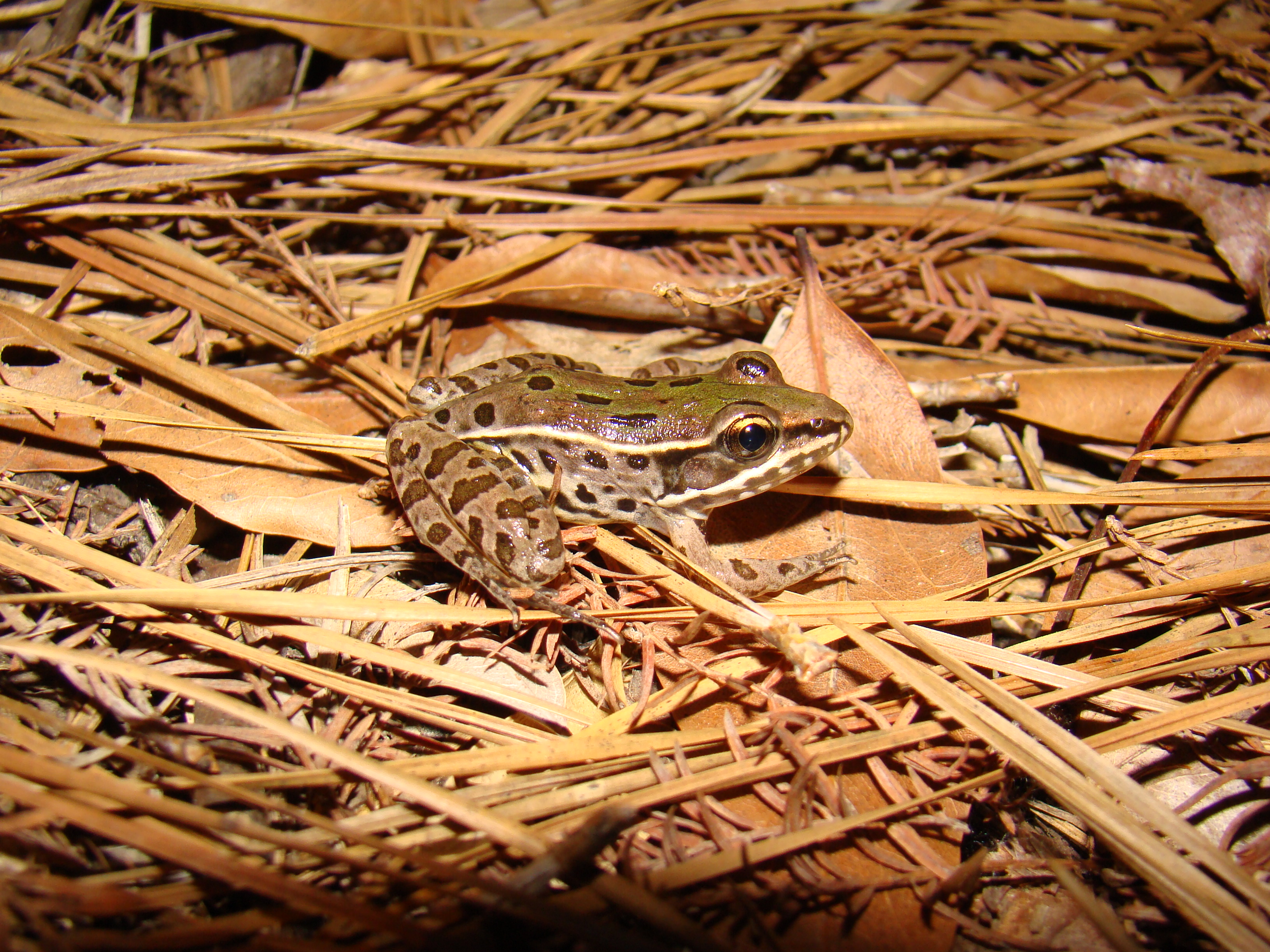 <strong>Source:</strong> USGS National Wetlands Research Center. <strong>Photographer:</strong> Brad M. Glorioso. Juvenile; Big Thicket National Preserve, Orange County, Texas.<br /><em>Lithobates sphenocephalus </em> - Southern Leopard Frog