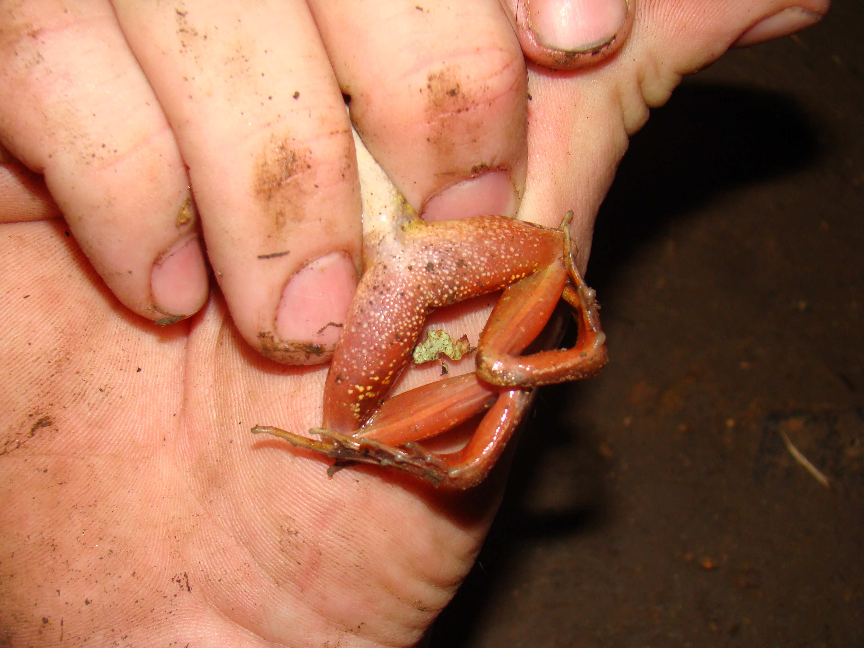 <strong>Source:</strong> USGS National Wetlands Research Center. <strong>Photographer:</strong> Brad M. Glorioso. Characteristic reddish color on legs; Columbia River Gorge, Oregon<br /><em>Rana aurora </em> - Northern Red-legged Frog