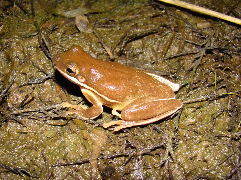 <strong>Source:</strong> USGS National Wetlands Research Center. <strong>Photographer:</strong> Brad M. Glorioso. Brown Phase; Big Thicket National Preserve, Orange County, Texas.<br /><em>Hyla cinerea </em> - Green Treefrog