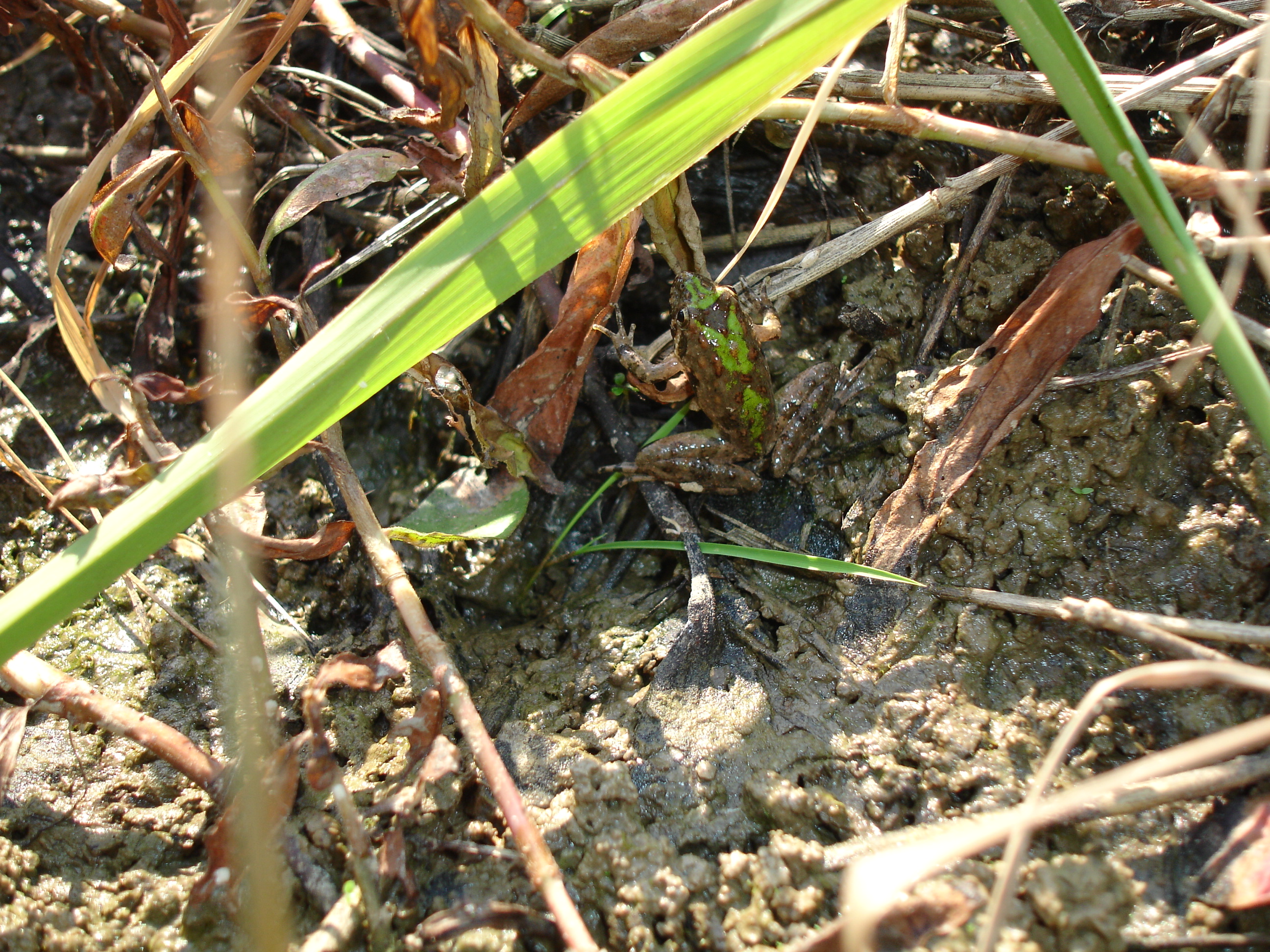 <strong>Source:</strong> USGS National Wetlands Research Center. <strong>Photographer:</strong> Brad M. Glorioso. Scott County, Missouri.<br /><em>Acris blanchardi </em> - Blanchard's Cricket Frog