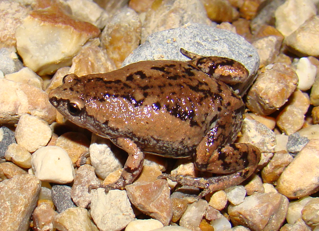 <strong>Source:</strong> USGS National Wetlands Research Center. <strong>Photographer:</strong> Brad M. Glorioso. Atchafalaya Basin, Louisiana.<br /><em>Gastrophryne carolinensis </em> - Eastern Narrow-mouthed Toad