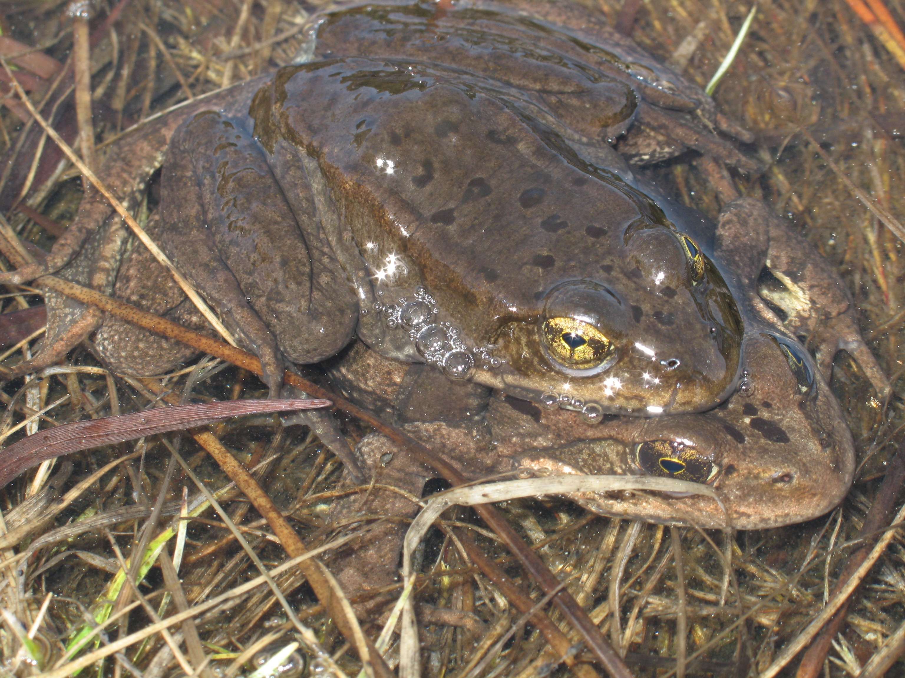 <strong>Source:</strong> USGS Western Ecological Research Center. <strong>Photographer:</strong> Patrick Kleeman.<br /><em>Rana cascadae </em> - Cascades Frog
