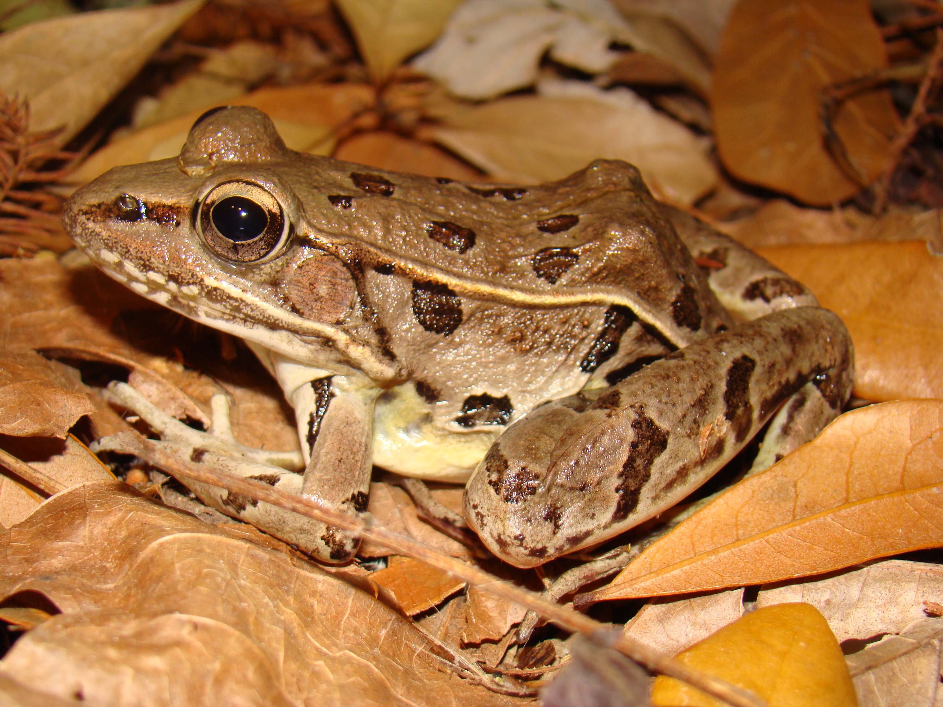 <strong>Source:</strong> USGS National Wetlands Research Center. <strong>Photographer:</strong> Brad M. Glorioso. Atchafalaya Basin, Louisiana.<br /><em>Lithobates sphenocephalus </em> - Southern Leopard Frog