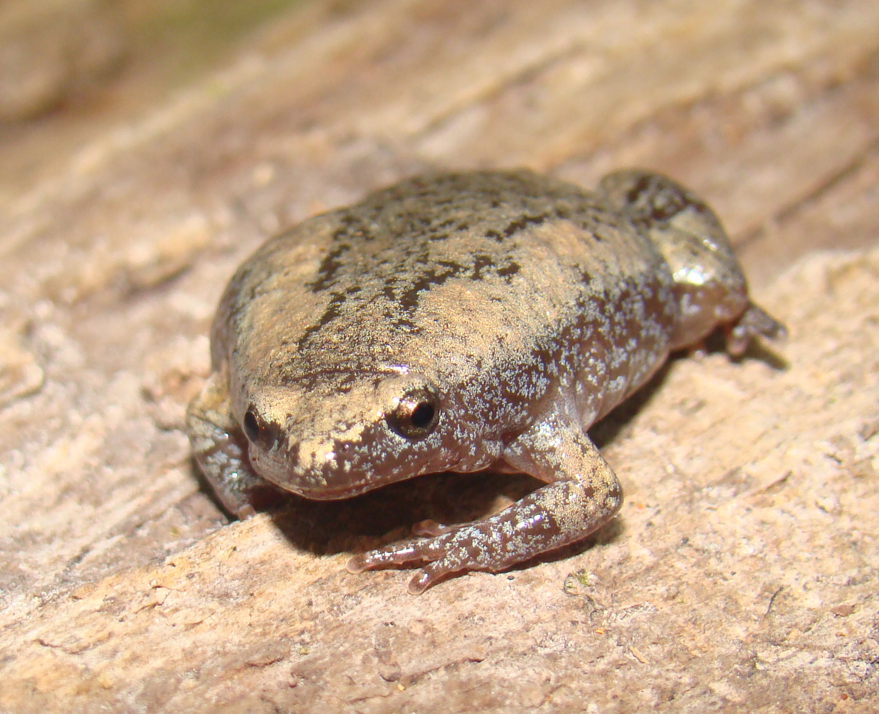 <strong>Source:</strong> USGS National Wetlands Research Center. <strong>Photographer:</strong> Brad M. Glorioso. Kisatchie National Forest, Natchitoches Parish, Louisiana.<br /><em>Gastrophryne carolinensis </em> - Eastern Narrow-mouthed Toad