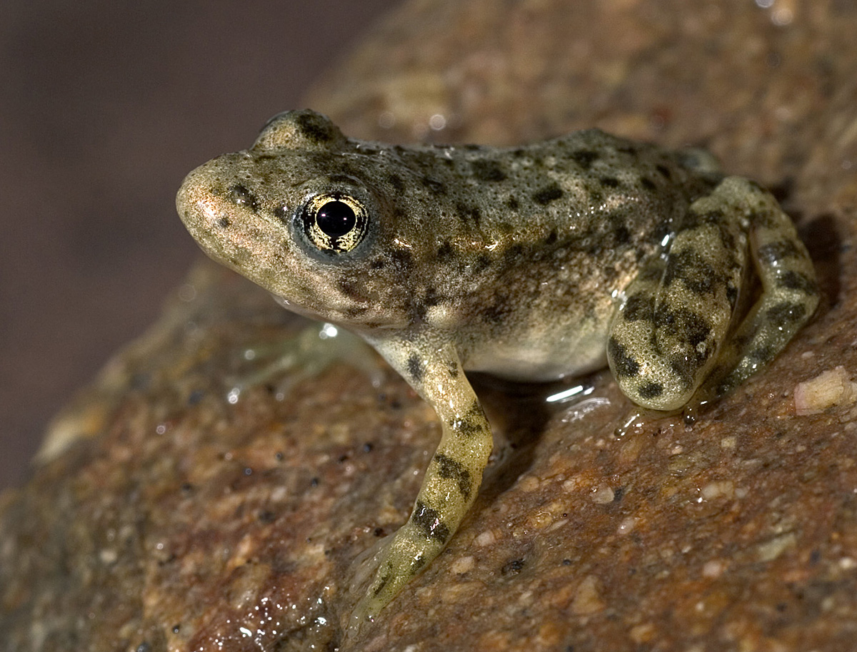 <strong>Source:</strong> USGS Western Ecological Research Center. <strong>Photographer:</strong> Chris Brown.<br /><em>Rana muscosa </em> - Southern Mountain Yellow-legged Frog