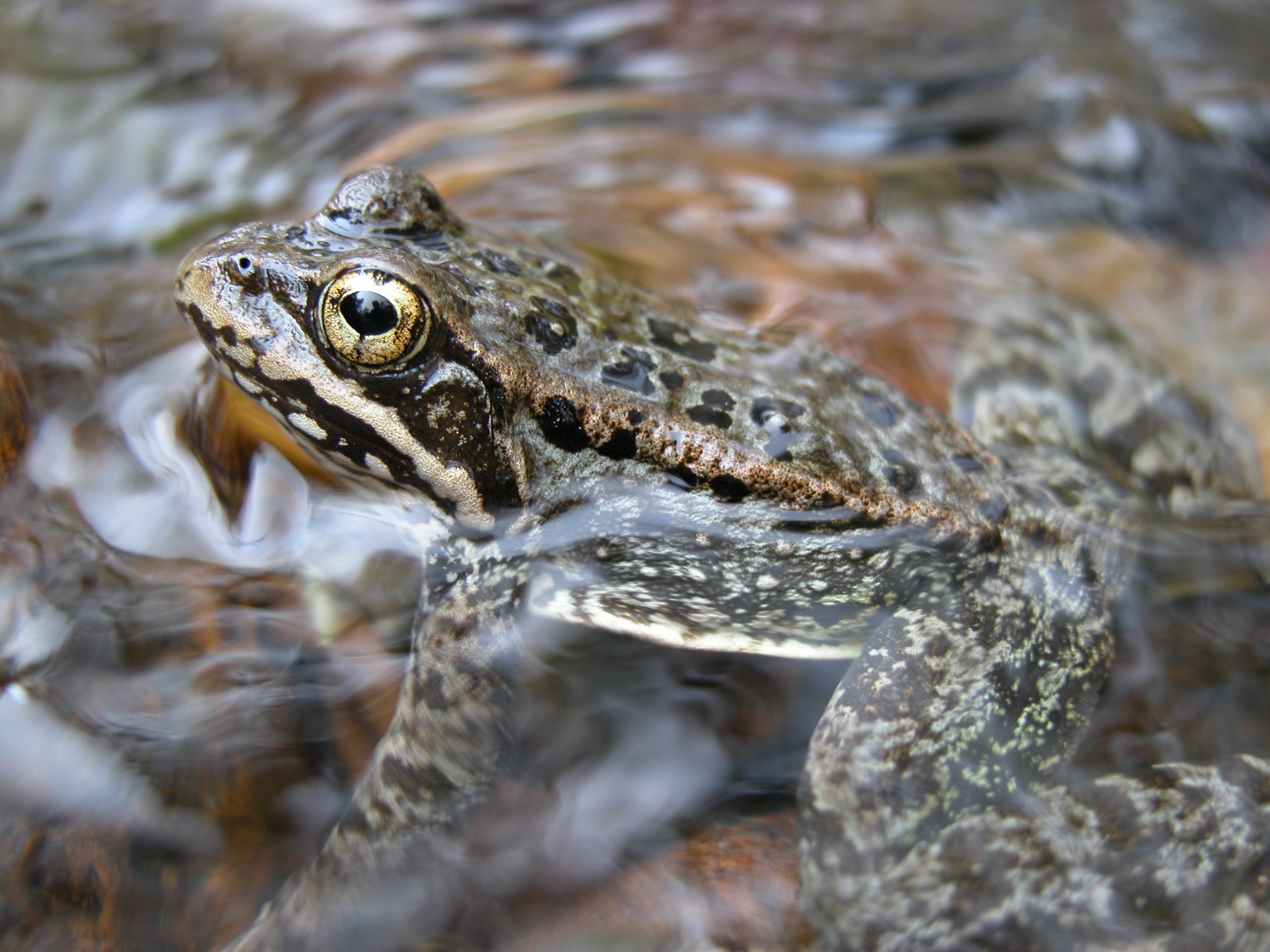 <strong>Source:</strong> USGS Western Ecological Research Center. <strong>Photographer:</strong> Gary Fellers.<br /><em>Rana cascadae </em> - Cascades Frog