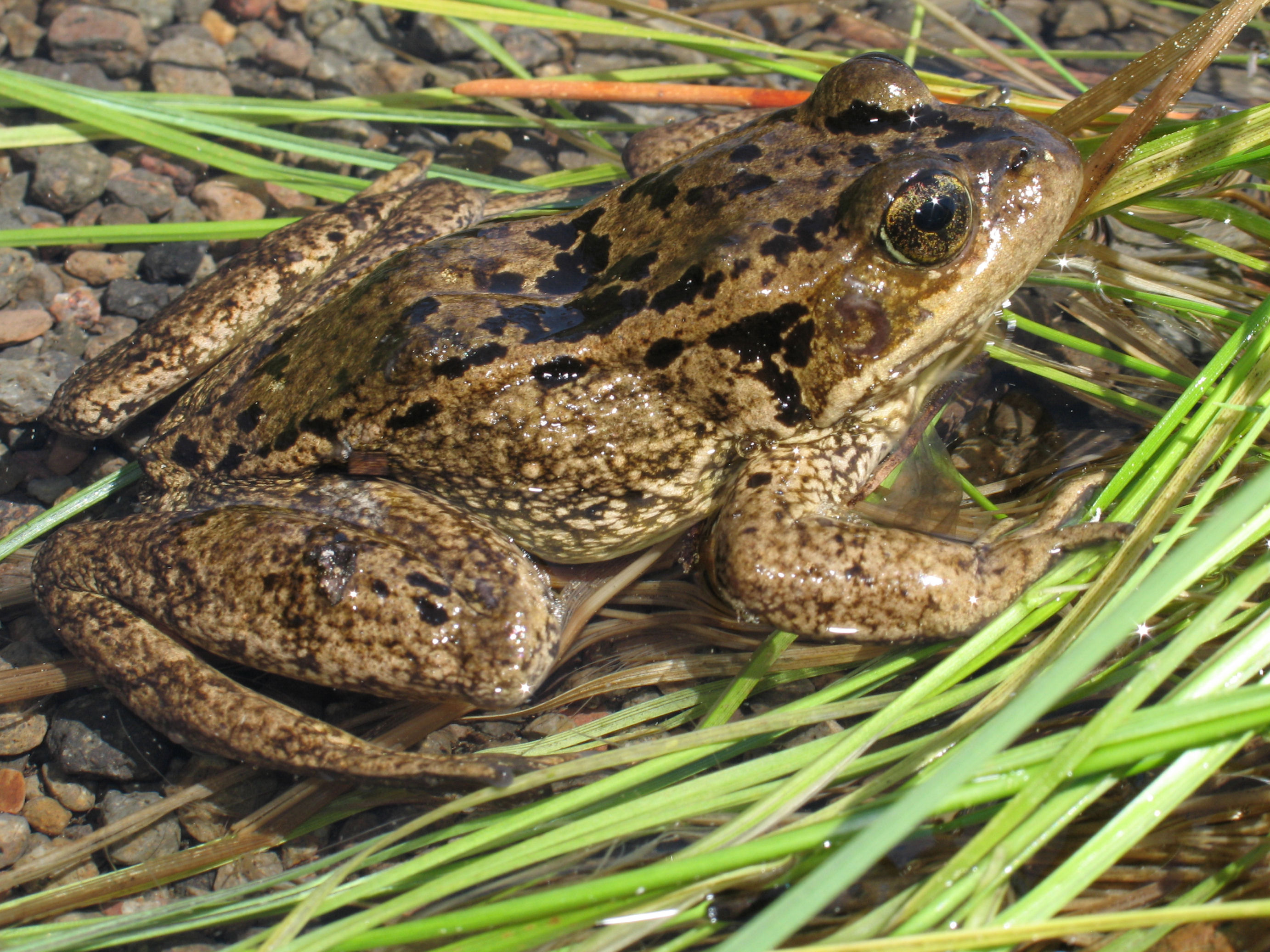 <strong>Source:</strong> USGS Western Ecological Research Center. <strong>Photographer:</strong> Patrick Kleeman.<br /><em>Rana cascadae </em> - Cascades Frog