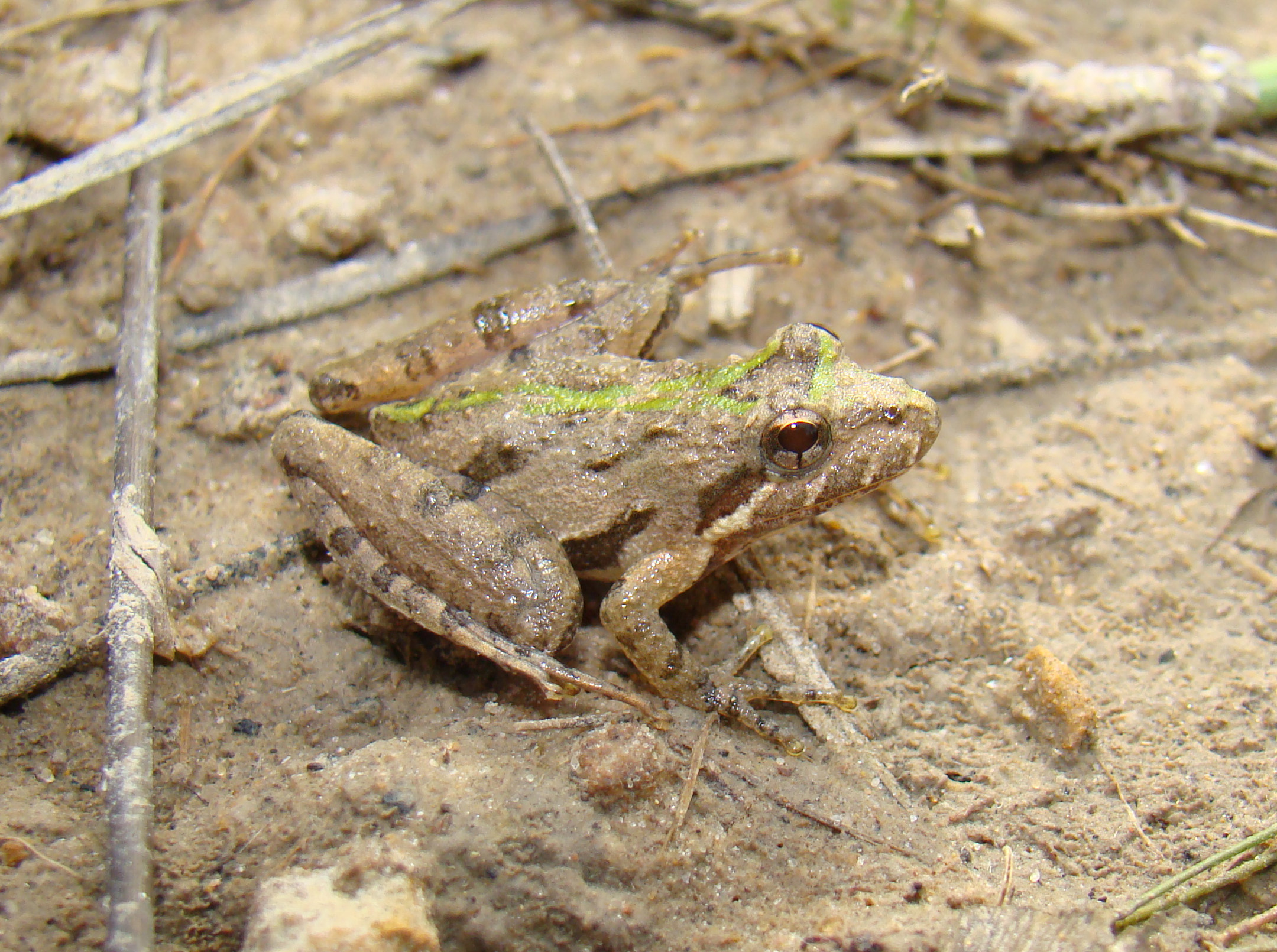 <strong>Source:</strong> USGS National Wetlands Research Center. <strong>Photographer:</strong> Brad M. Glorioso. St. Tammany Parish, Louisiana.<br /><em>Acris gryllus </em> - Southern Cricket Frog