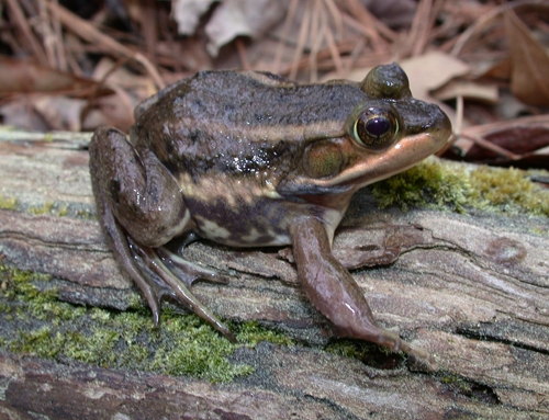 <strong>Source:</strong>  Savannah River Ecology Lab. <strong>Photographer:</strong> John D. Willson. Pender County, North Carolina.<br /><em>Lithobates virgatipes </em> - Carpenter Frog