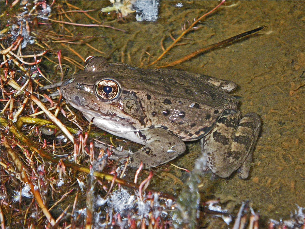 <strong>Source:</strong> USGS Western Ecological Research Center. <strong>Photographer:</strong> Chris Brown.<br /><em>Rana draytonii </em> - California Red-legged Frog