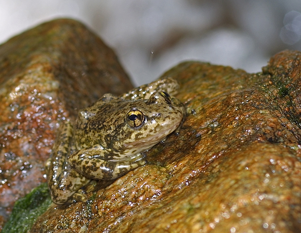 <strong>Source:</strong> USGS Western Ecological Research Center. <strong>Photographer:</strong> Chris Brown.<br /><em>Rana muscosa </em> - Southern Mountain Yellow-legged Frog