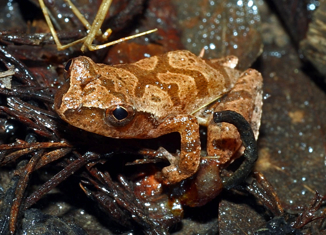 <strong>Source:</strong> USGS Western Ecological Research Center. <strong>Photographer:</strong> Chris Brown.<br /><em>Pseudacris crucifer </em> - Spring Peeper