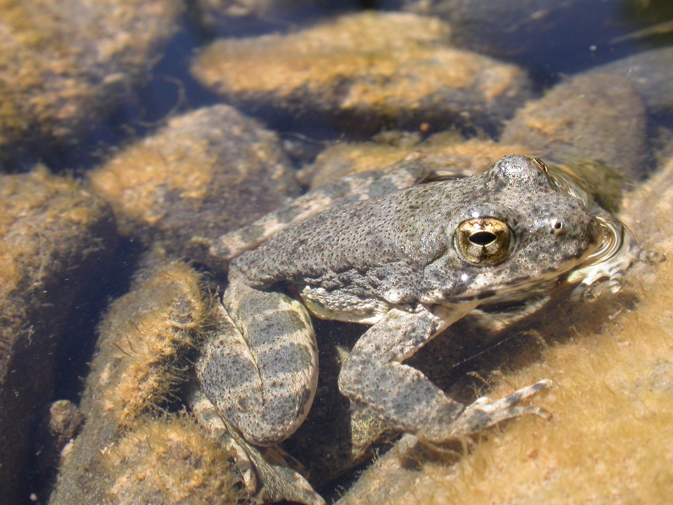 <strong>Source:</strong> USGS Western Ecological Research Center. <strong>Photographer:</strong> Jennifer Dhundale.<br /><em>Rana boylii </em> - Foothill Yellow-legged Frog