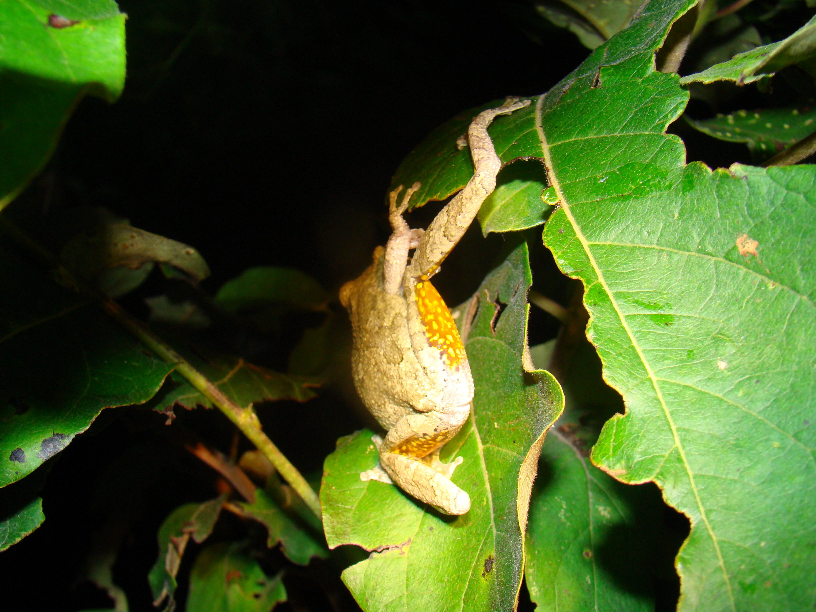 <strong>Source:</strong> USGS National Wetlands Research Center. <strong>Photographer:</strong> Brad M. Glorioso. Characteristic Thigh Pattern; Atchafalaya Basin, Louisiana.<br /><em>Hyla chrysoscelis </em> - Cope's Gray Treefrog
