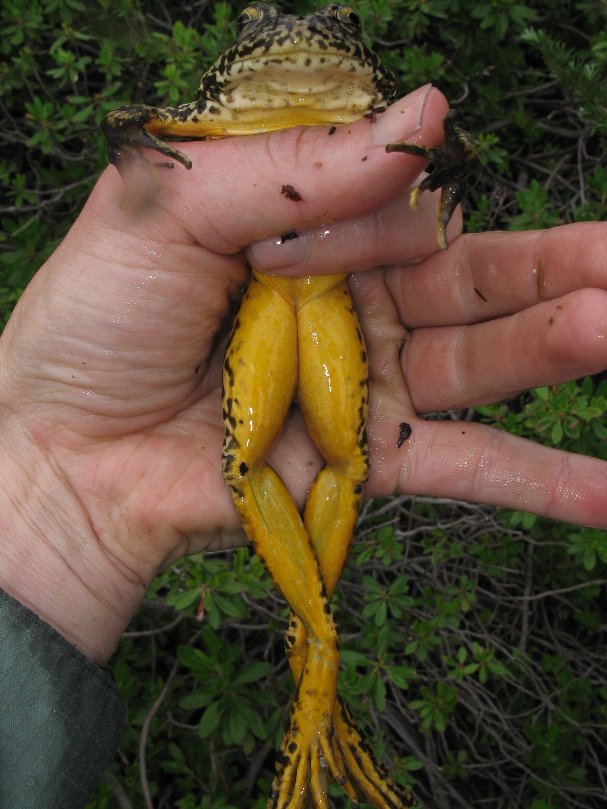<strong>Source:</strong> USGS Western Ecological Research Center. <strong>Photographer:</strong> Patrick Kleeman. Unusually yellow legs<br /><em>Rana sierrae </em> - Sierra Nevada Yellow-legged Frog