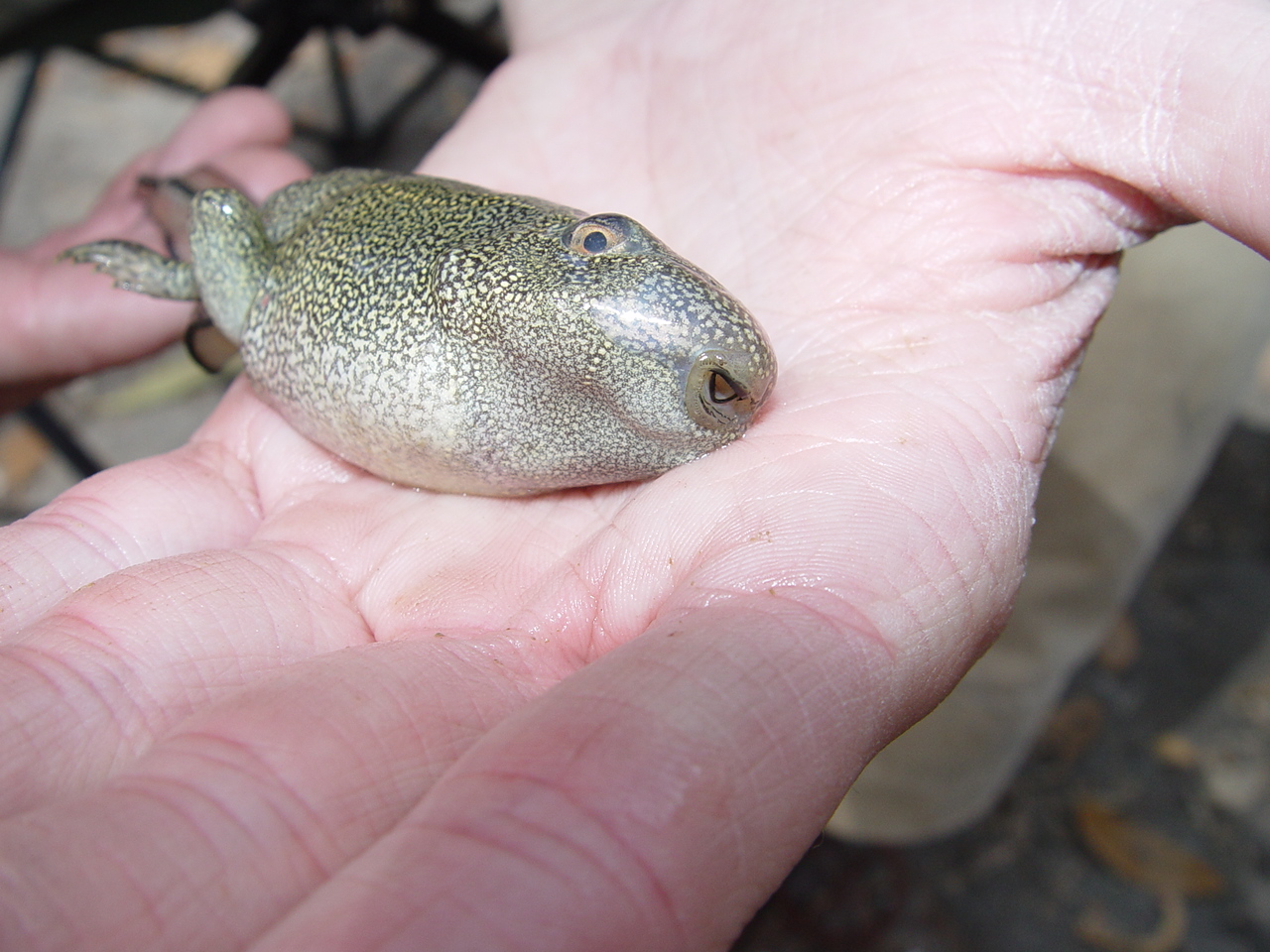 <strong>Source:</strong> USGS National Wetlands Research Center. <strong>Photographer:</strong> Brad M. Glorioso. Tadpole; Apalachicola National Forest, Florida.<br /><em>Lithobates heckscheri </em> - River Frog