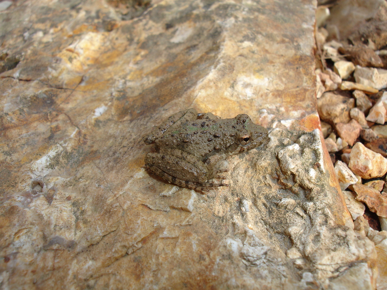 <strong>Source:</strong> USGS National Wetlands Research Center. <strong>Photographer:</strong> Brad M. Glorioso. Cape Girardeau County, Missouri.<br /><em>Acris blanchardi </em> - Blanchard's Cricket Frog