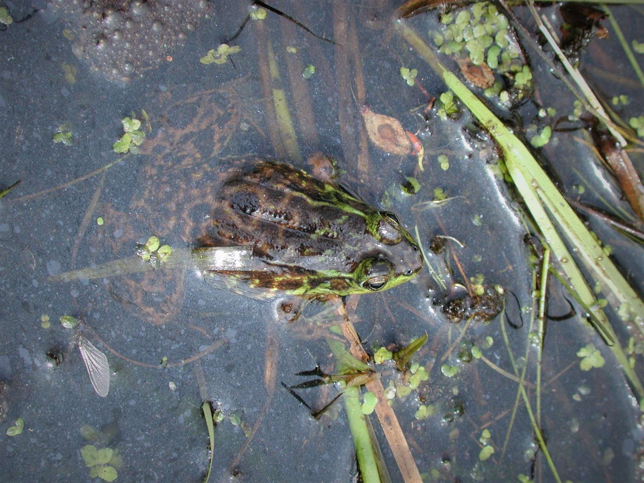 <strong>Source:</strong> Upper Midwest Environmental Sciences Center. <strong>Photographer:</strong> Mark Roth. St. Croix National Scenic Riverway, Minnesota/Wisconsin<br /><em>Lithobates septentrionalis </em> - Mink Frog