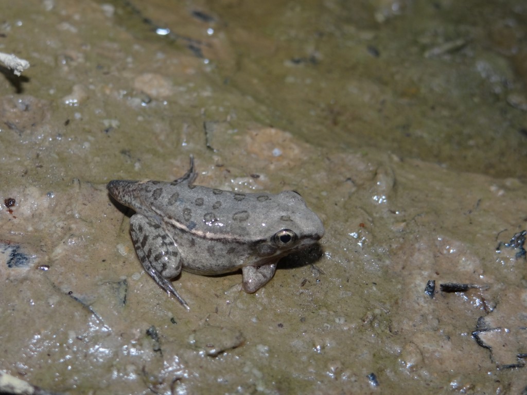 <strong>Source:</strong> USGS National Wetlands Research Center. <strong>Photographer:</strong> Brad M. Glorioso. Metamorph. East Baton Rouge Parish, Louisiana.<br /><em>Lithobates sphenocephalus </em> - Southern Leopard Frog