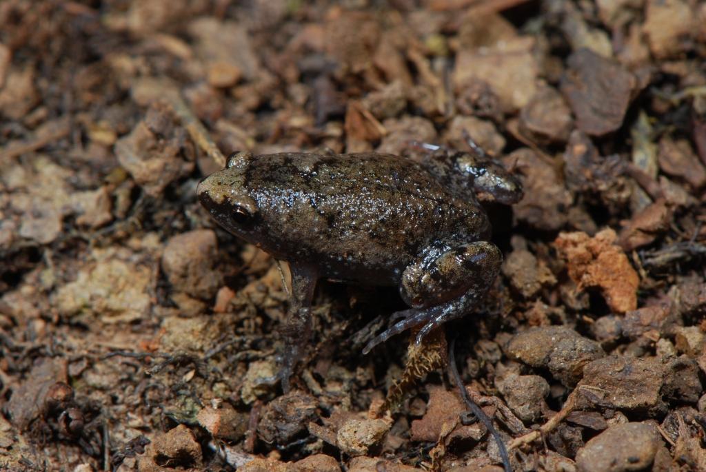 <strong>Source:</strong>  USGS National Wetlands Research Center. <strong>Photographer:</strong> Hardin Waddle. Under cover on a spoil mound in the Lower Cypress tract of the Beaumont Unit of Big Thicket National Preserve in Texas.<br /><em>Gastrophryne carolinensis </em> - Eastern Narrow-mouthed Toad