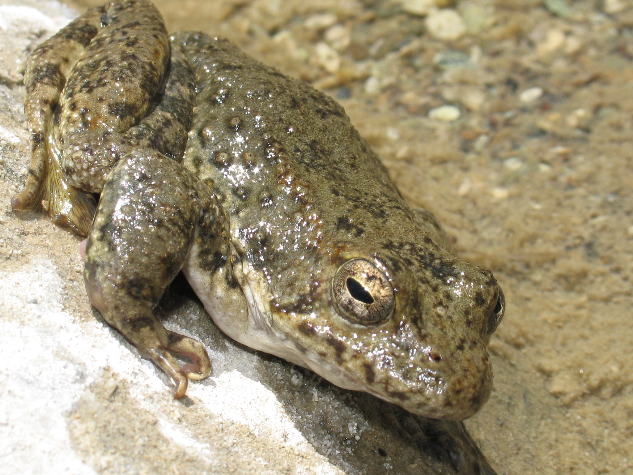 <strong>Source:</strong> USGS Western Ecological Research Center. <strong>Photographer:</strong> Patrick Kleeman.<br /><em>Rana boylii </em> - Foothill Yellow-legged Frog