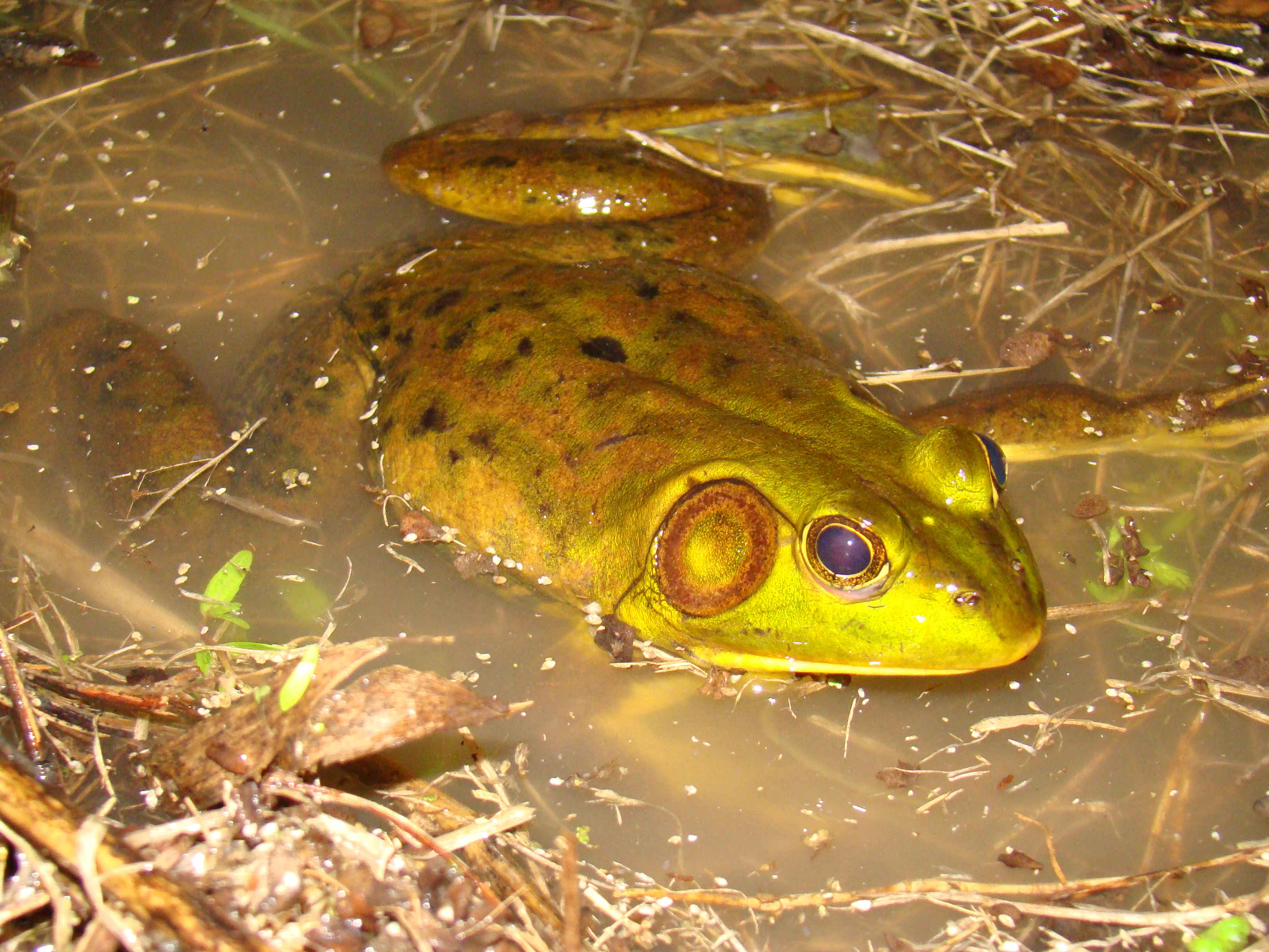 <strong>Source:</strong> USGS National Wetlands Research Center. <strong>Photographer:</strong> Brad M. Glorioso. Atchafalaya Basin, Louisiana.<br /><em>Lithobates grylio </em> - Pig Frog