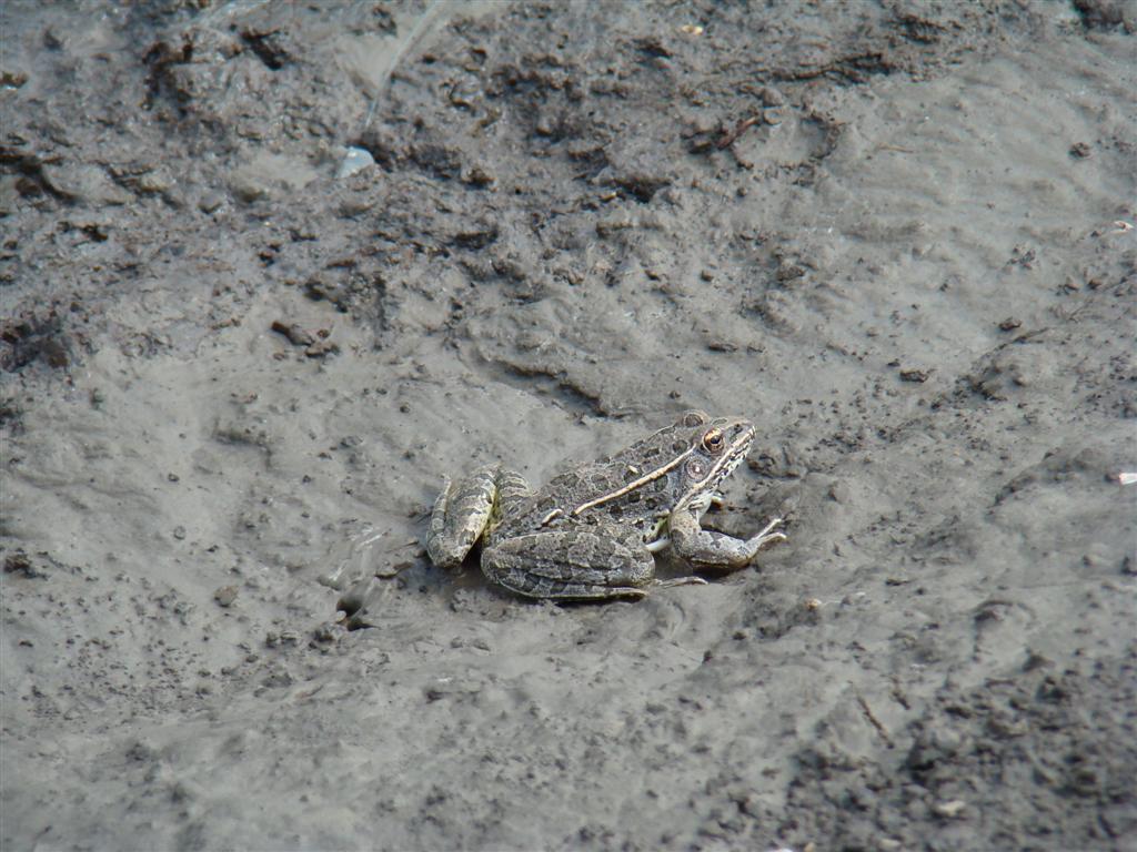 <strong>Source:</strong> USGS National Wetlands Research Center. <strong>Photographer:</strong> Brad M. Glorioso. Cape Girardeau County, Missouri.<br /><em>Lithobates blairi </em> - Plains Leopard Frog