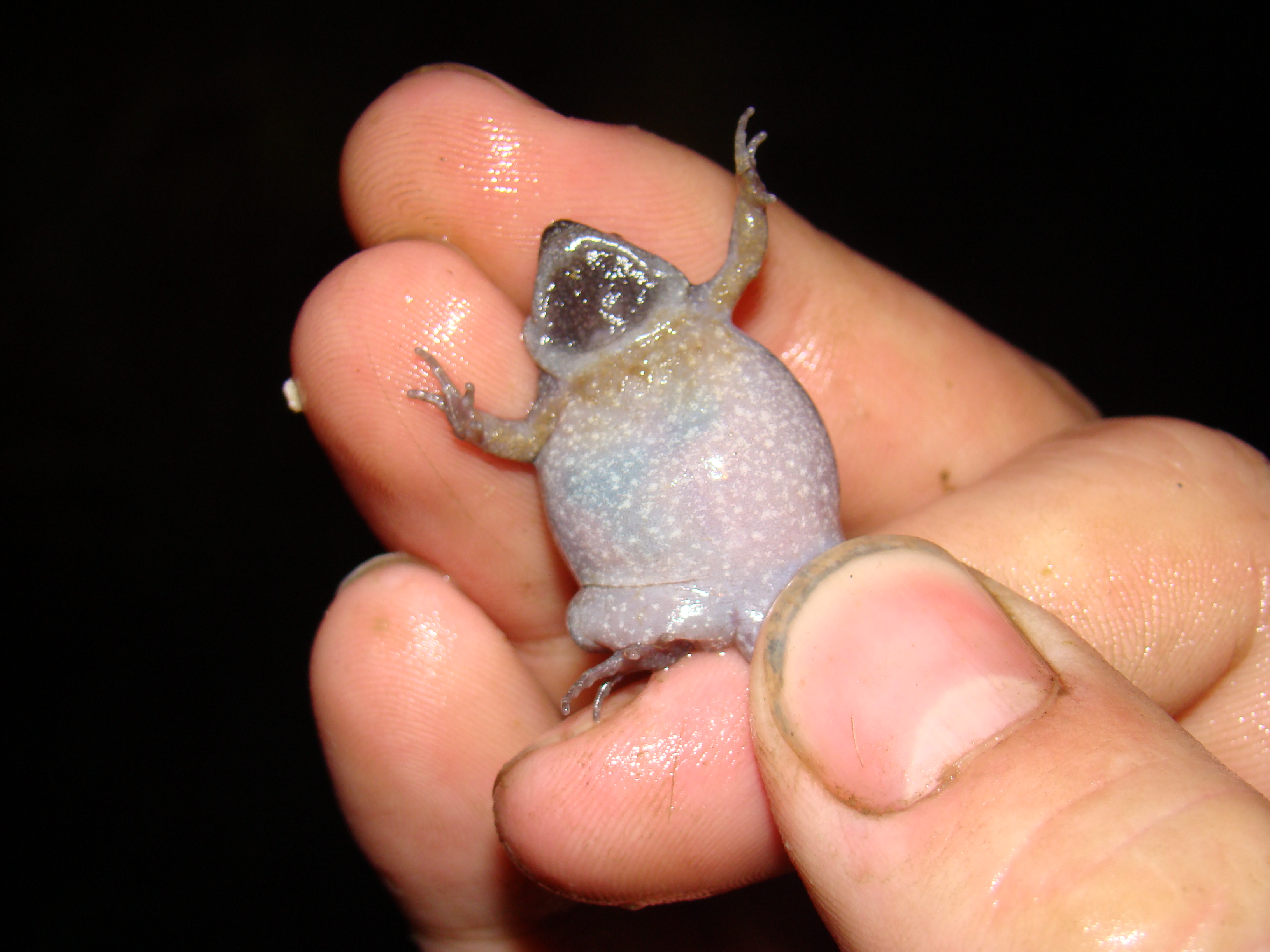 <strong>Source:</strong> USGS National Wetlands Research Center. <strong>Photographer:</strong> Brad M. Glorioso. Calling Male; Mississippi Delta<br /><em>Gastrophryne carolinensis </em> - Eastern Narrow-mouthed Toad