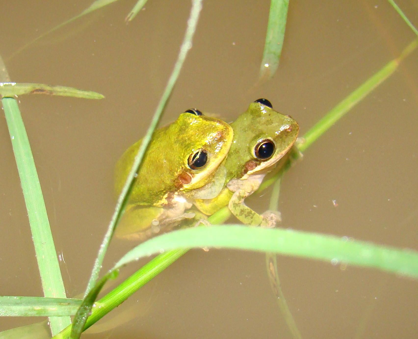 <strong>Source:</strong> USGS National Wetlands Research Center. <strong>Photographer:</strong> Brad M. Glorioso. Amplexus; Atchafalaya Basin, Louisiana.<br /><em>Hyla squirella </em> - Squirrel Treefrog
