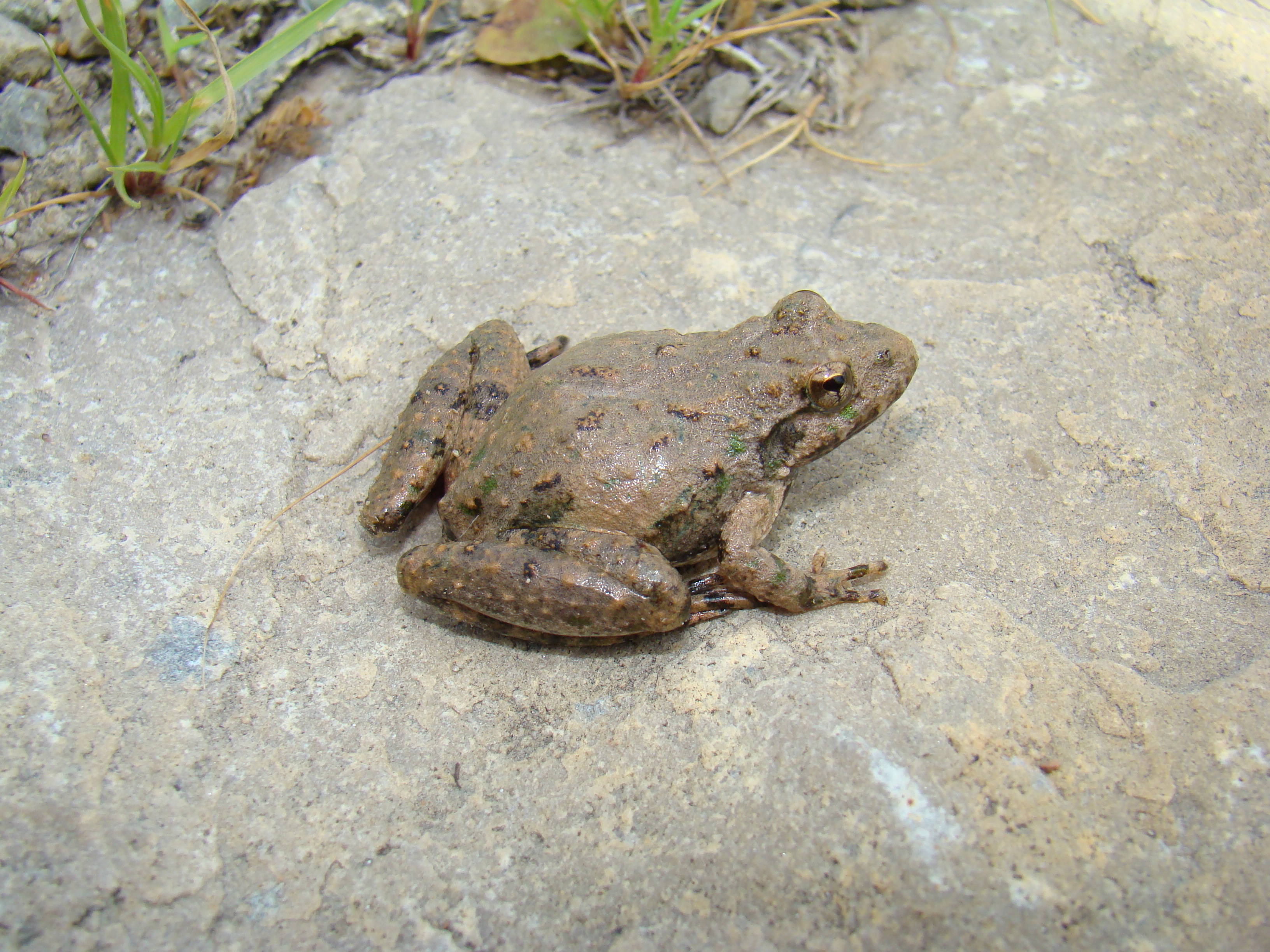 <strong>Source:</strong> USGS National Wetlands Research Center. <strong>Photographer:</strong> Brad M. Glorioso. St. Francois County, Missouri.<br /><em>Acris blanchardi </em> - Blanchard's Cricket Frog
