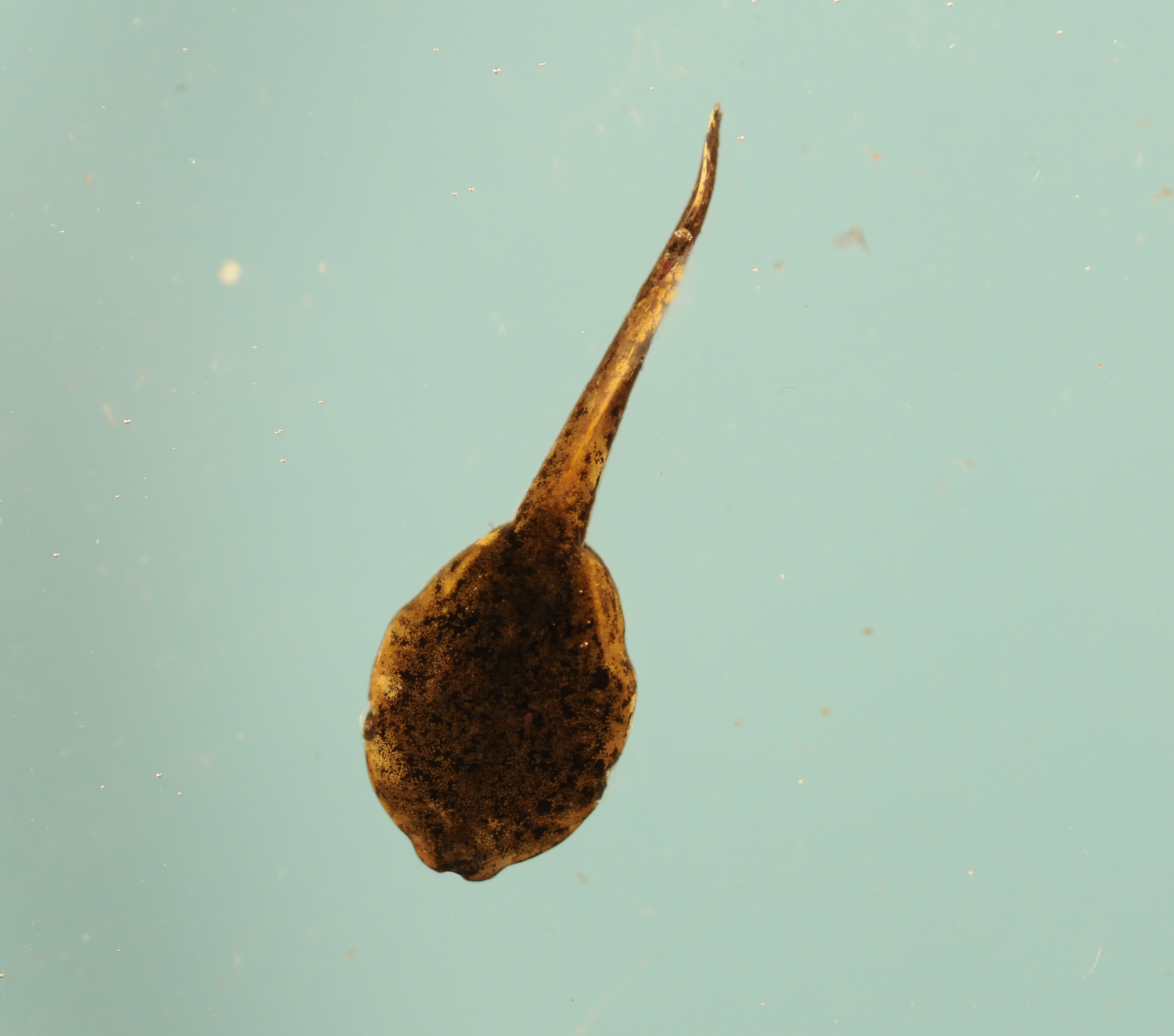 <strong>Source:</strong> USGS National Wetlands Research Center. <strong>Photographer:</strong> Brad M. Glorioso. Dorsal View of Tadpole; Atchafalaya Basin, Louisiana.<br /><em>Gastrophryne carolinensis </em> - Eastern Narrow-mouthed Toad