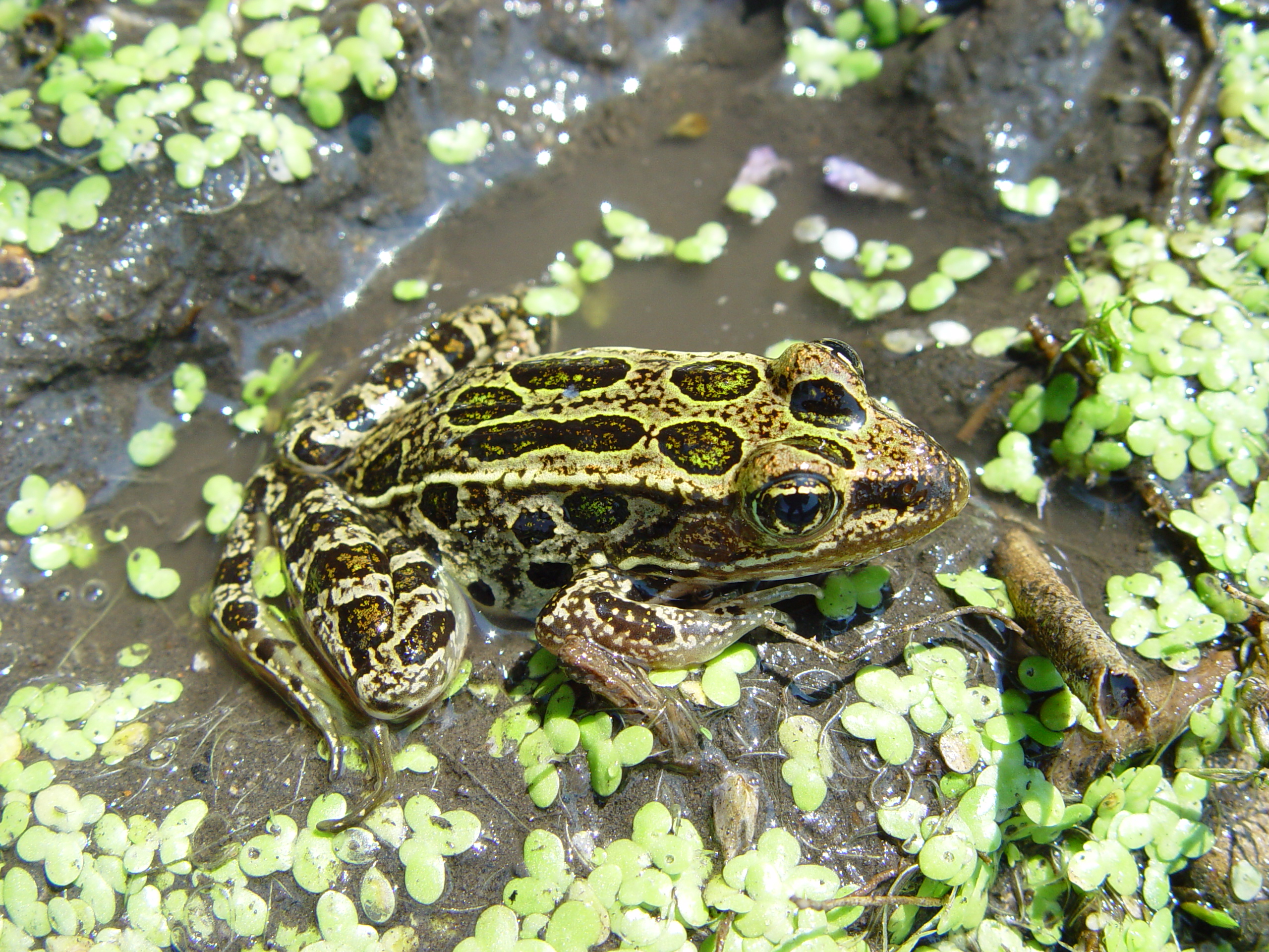 <strong>Source:</strong> Upper Midwest Environmental Sciences Center. <strong>Photographer:</strong> Mark Roth. NRCS WRP land in Buena Vista County, Iowa<br /><em>Lithobates pipiens </em> - Northern Leopard Frog