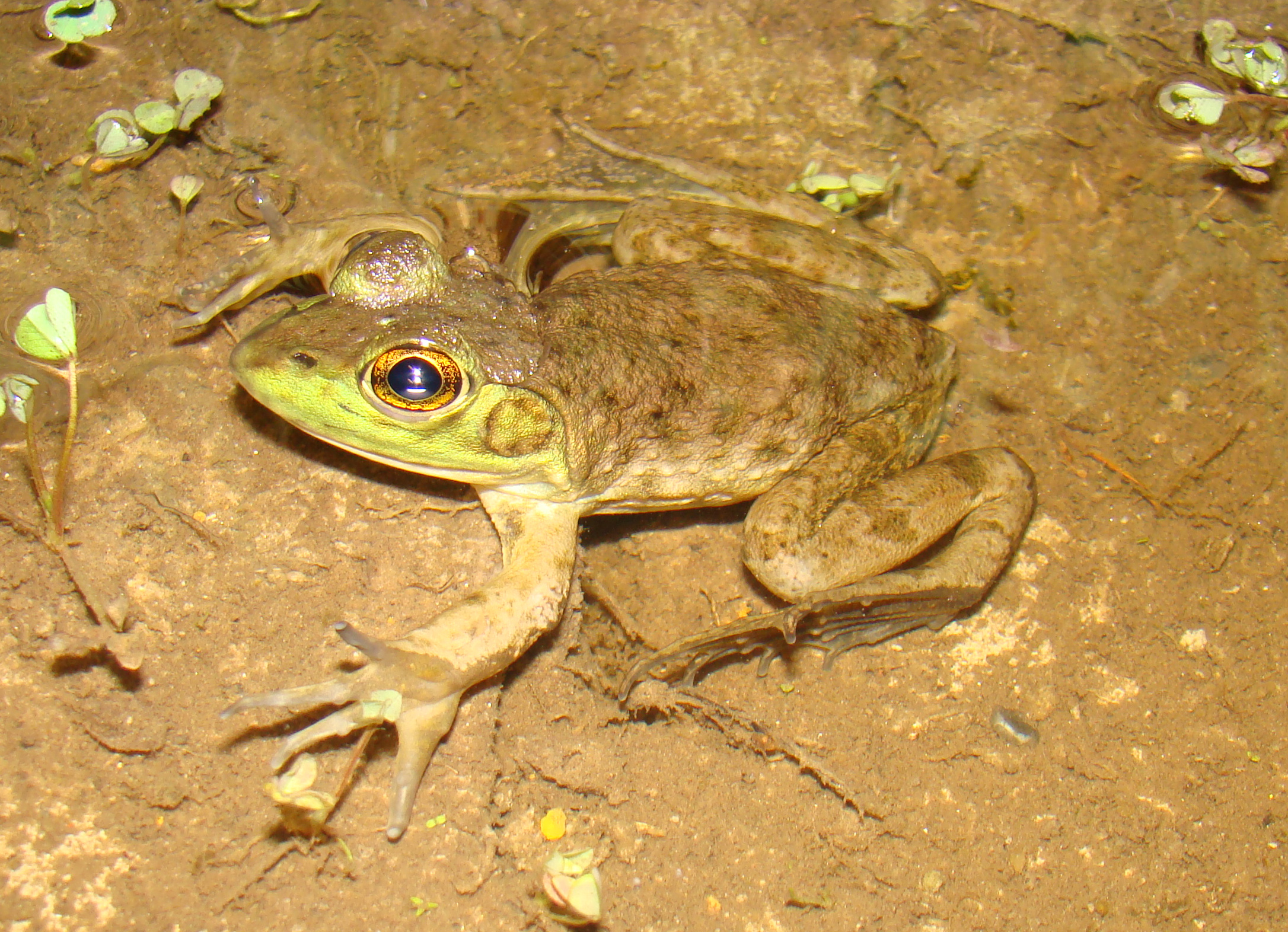 <strong>Source:</strong> USGS National Wetlands Research Center. <strong>Photographer:</strong> Brad M. Glorioso. Juvenile in water; Atchafalaya Basin, Louisiana.<br /><em>Lithobates catesbeianus </em> - American Bullfrog