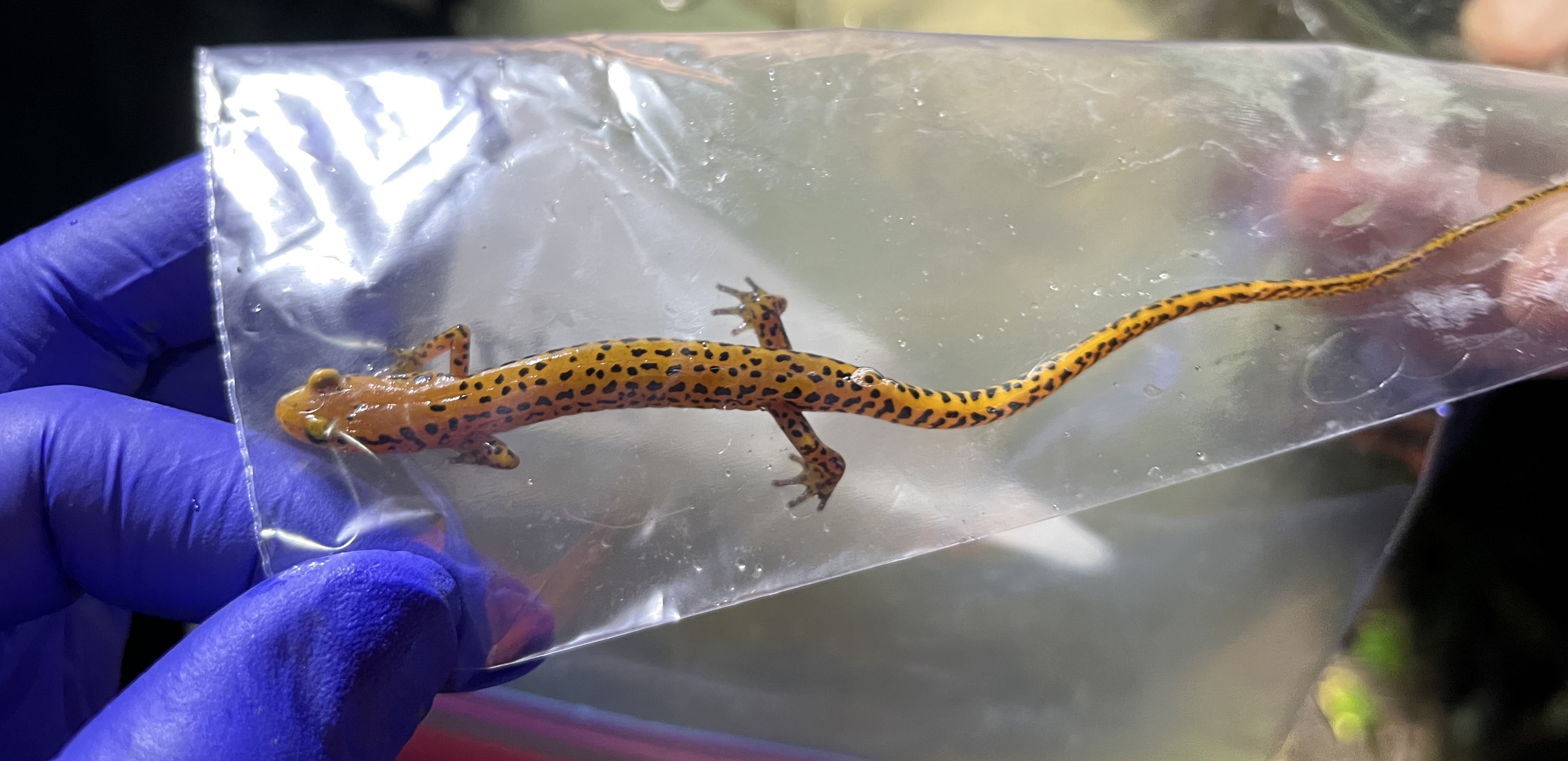 Photos: Long-tailed salamander and American toad observed during a conference-hosted field trip north of Knoxville facilitated by the Tennessee Wildlife Resources Agency.