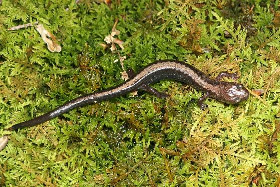 The endangered Shenandoah salamander (Plethodon shenandoah)is restricted to three mountain peaks in Shenandoah National Park.  Climate change forecasts for these areas suggest that active management may be necessary for persistence of the species.<br />Photo by: J Sevin