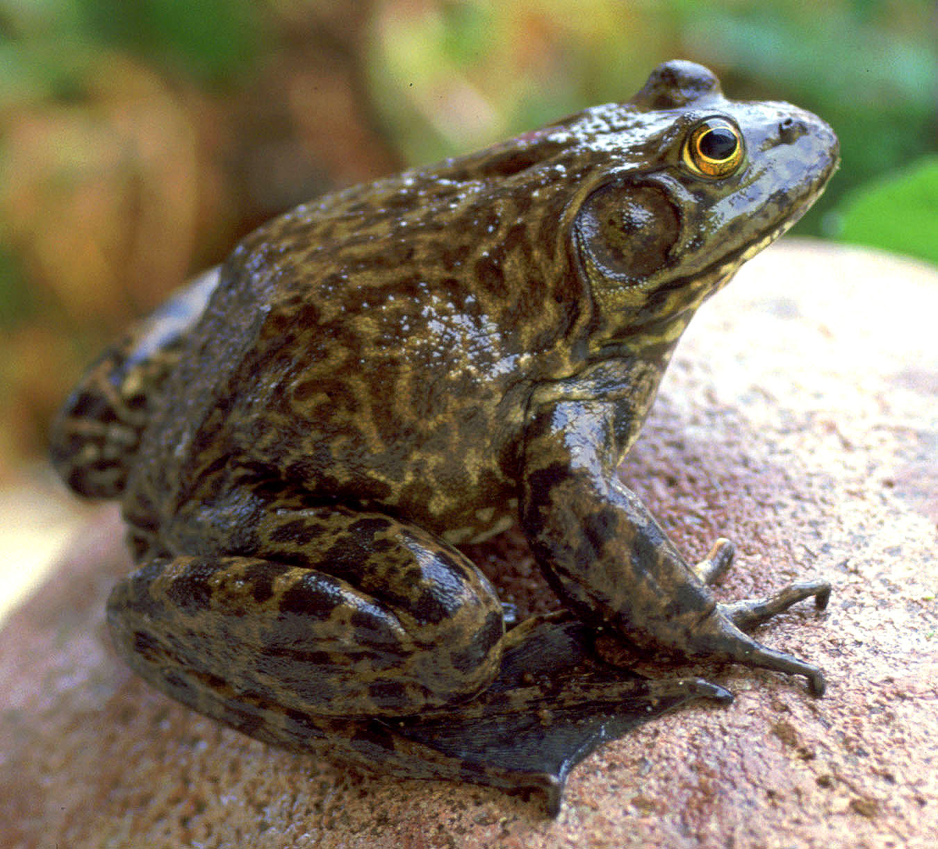 Bullfrog sitting on a rock.<br />Photo by: Chris Brown, USGS